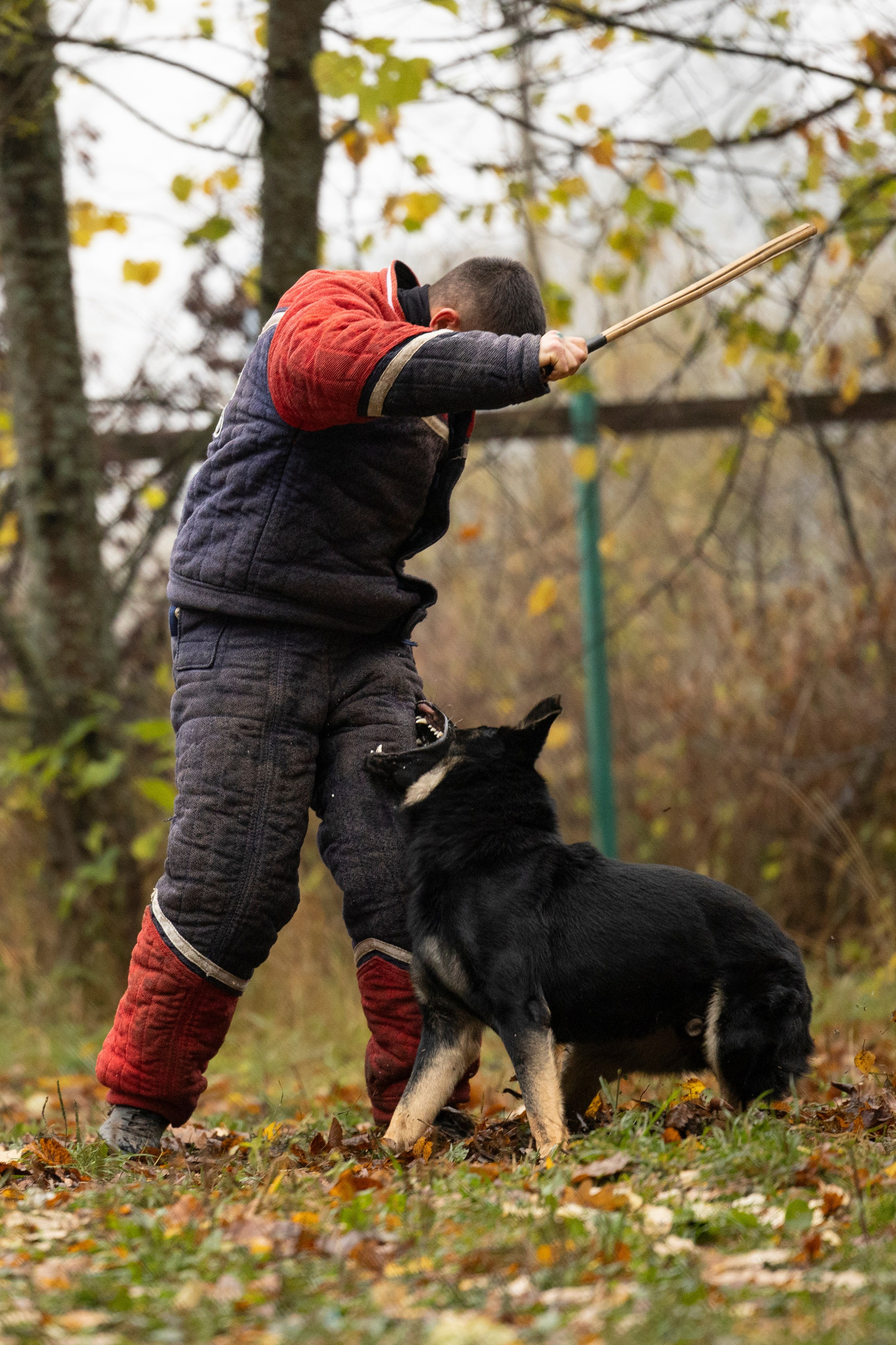 Соревнования по Мондьорингу г. Вологда. Фотограф-анималист Анна Маринич