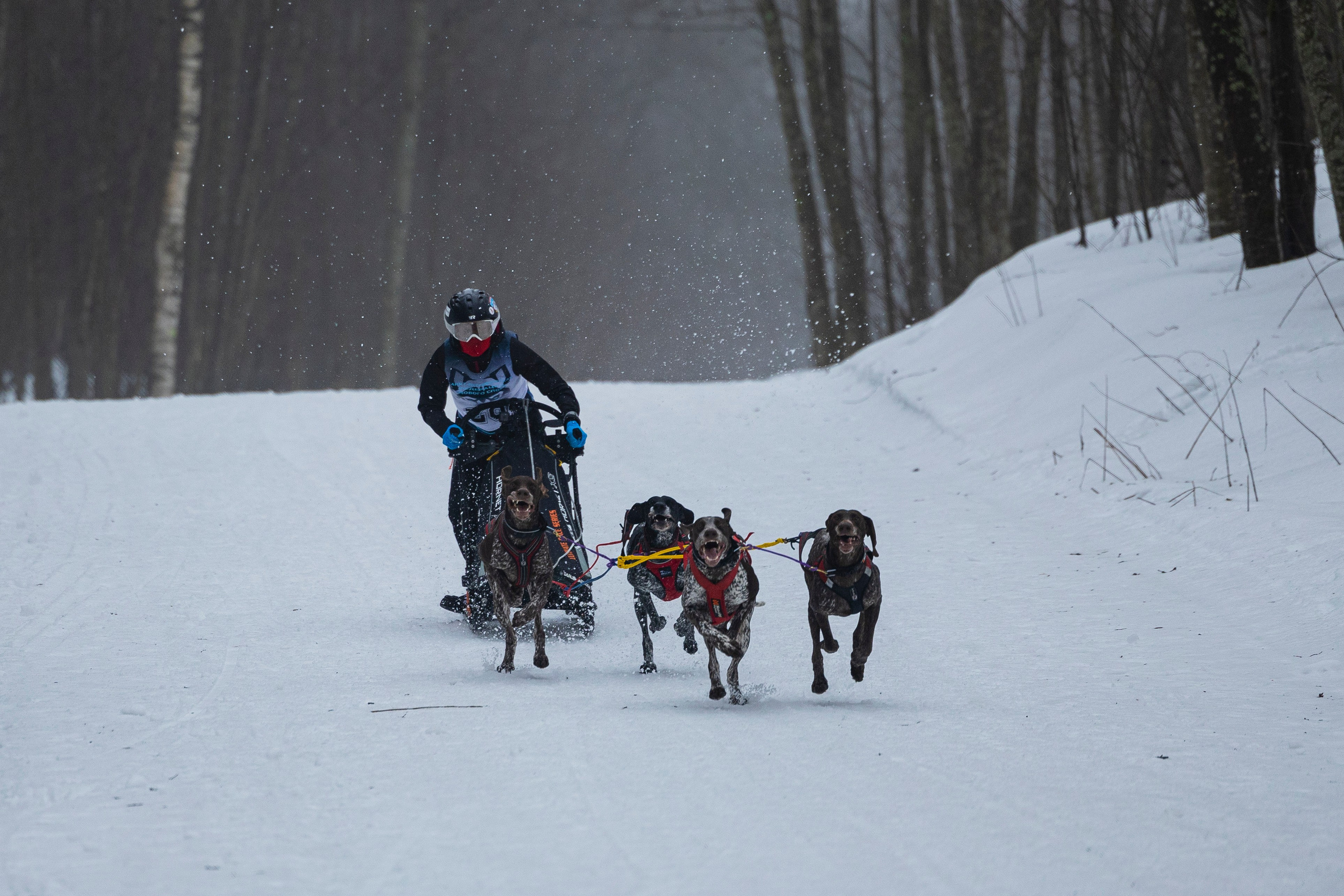 Зимний Чемпионат Санкт-Петербурга по ездовому спорту. Фотограф-анималист Анна Маринич