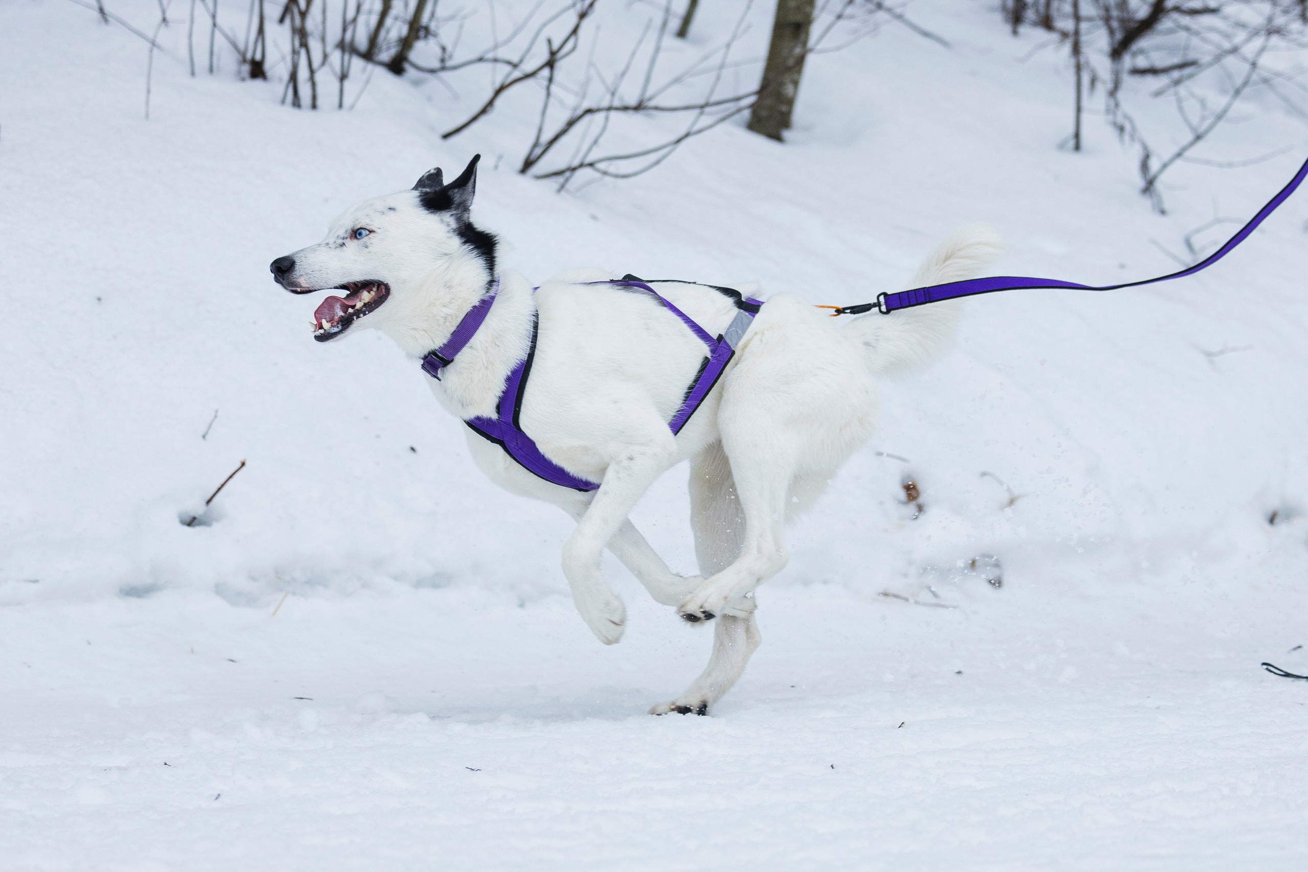 Зимний Чемпионат Санкт-Петербурга по ездовому спорту. Фотограф-анималист Анна Маринич