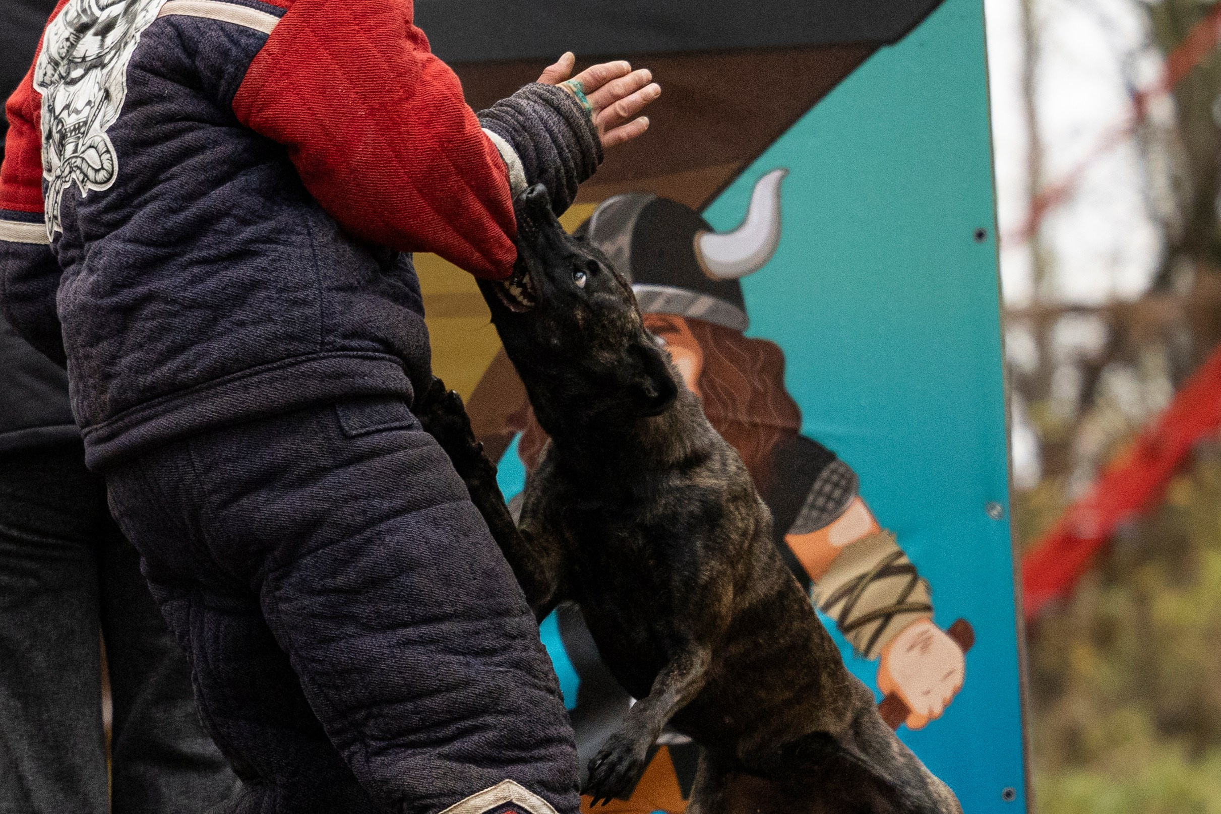 Соревнования по Мондьорингу г. Вологда. Фотограф-анималист Анна Маринич