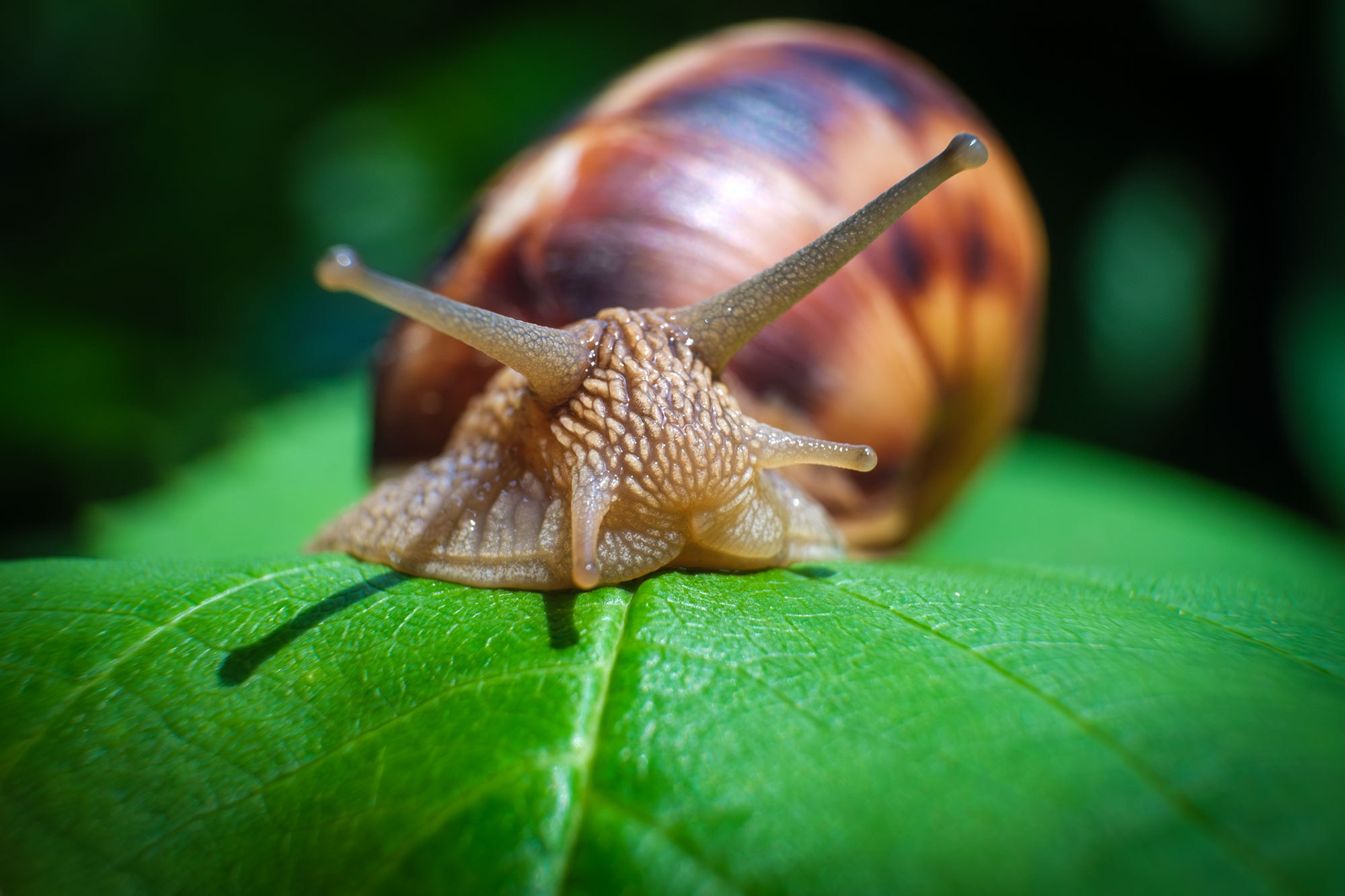 Макросъемка насекомых