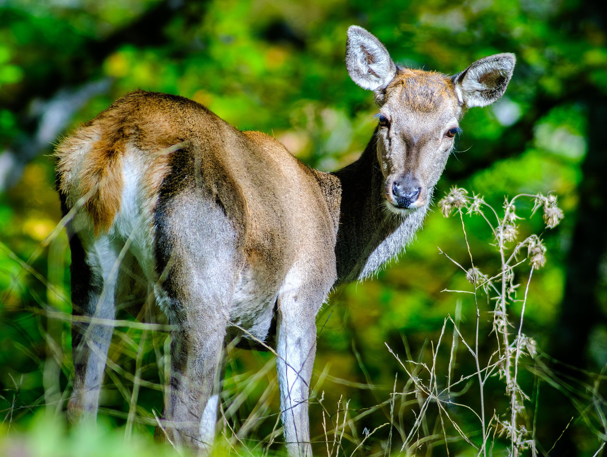 «Золотая осень в Крыму 2025»