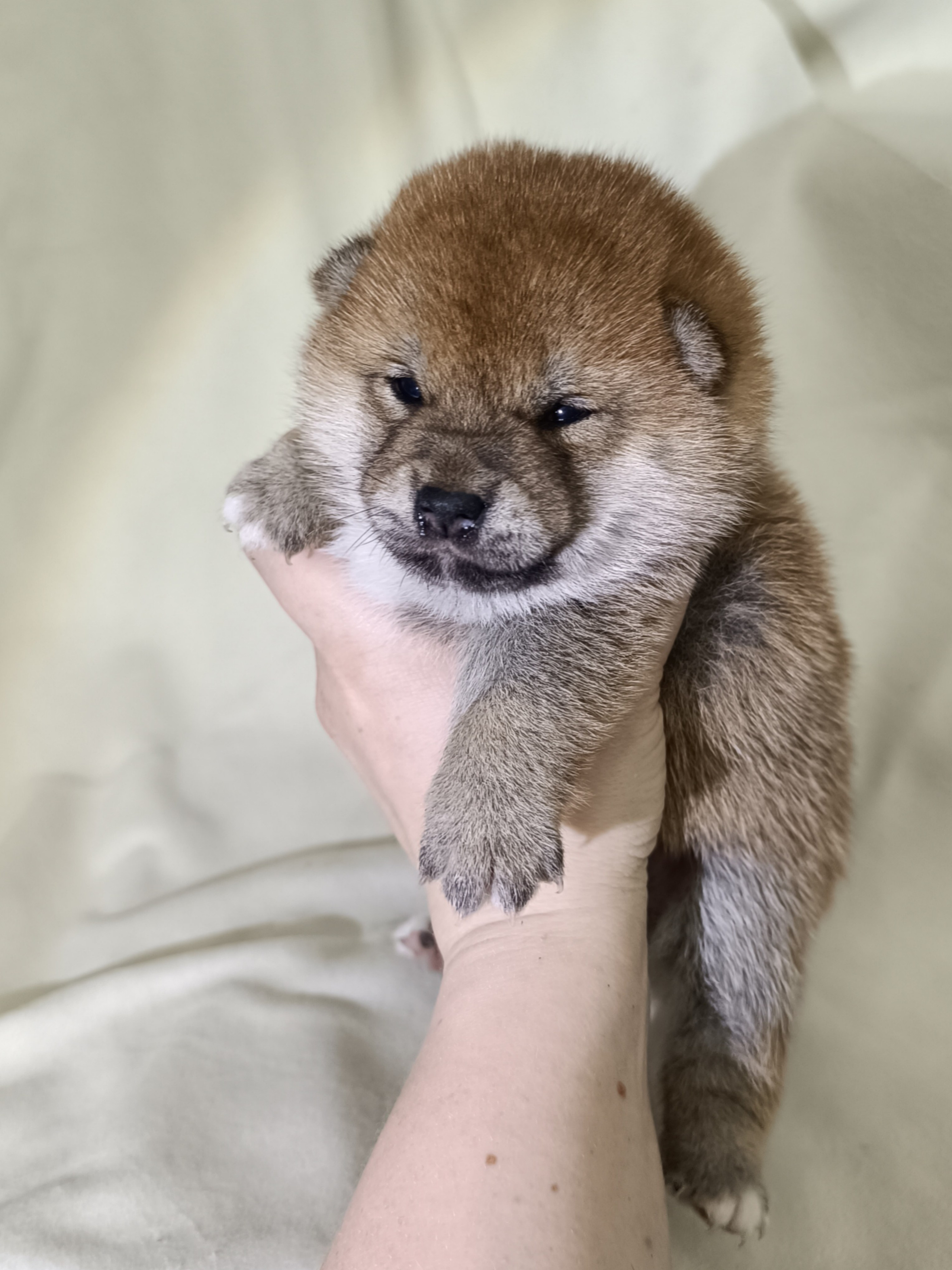 сиба питомник Рубилайт щенки на продажу rubylight  сиба щенки купить СПб Санкт-Петербург 