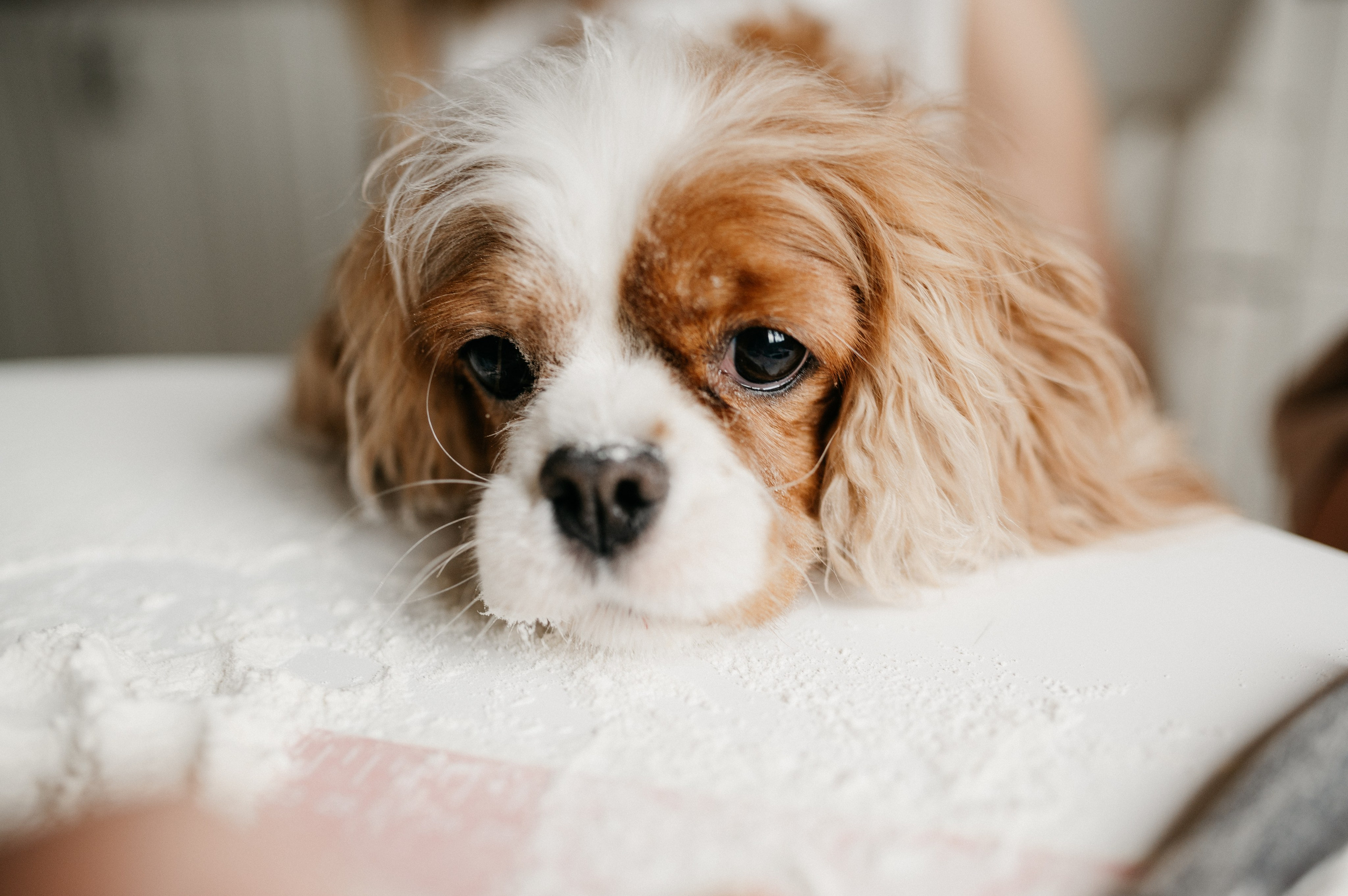 Даша, Диана, Дебби и маленькая крыска. Фотограф анималист в Москве Ольга Агушева
