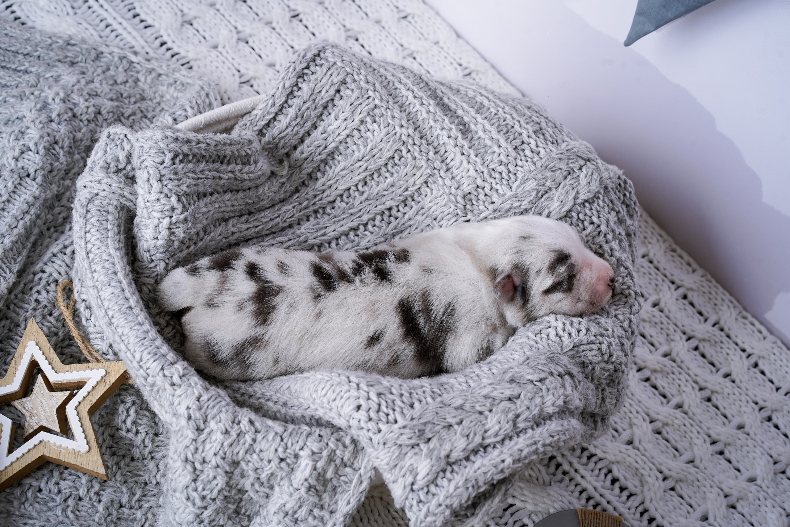 Щенки австралийской овчарки. Фотограф-анималист в Санкт-Петербурге Яна Мартынова