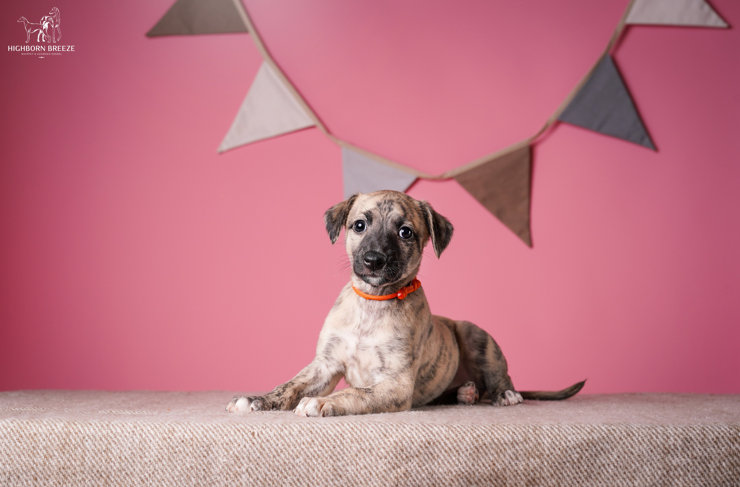 Щенки уиппета. Фотограф-анималист в Санкт-Петербурге Яна Мартынова