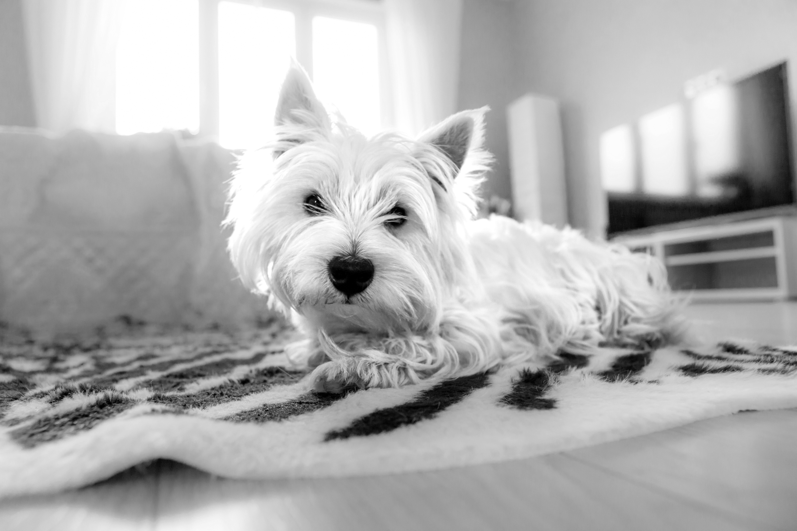 Свадебный фотограф Москва, Николай Завьялов. Видеооператор/Фотограф Николай Завьялов