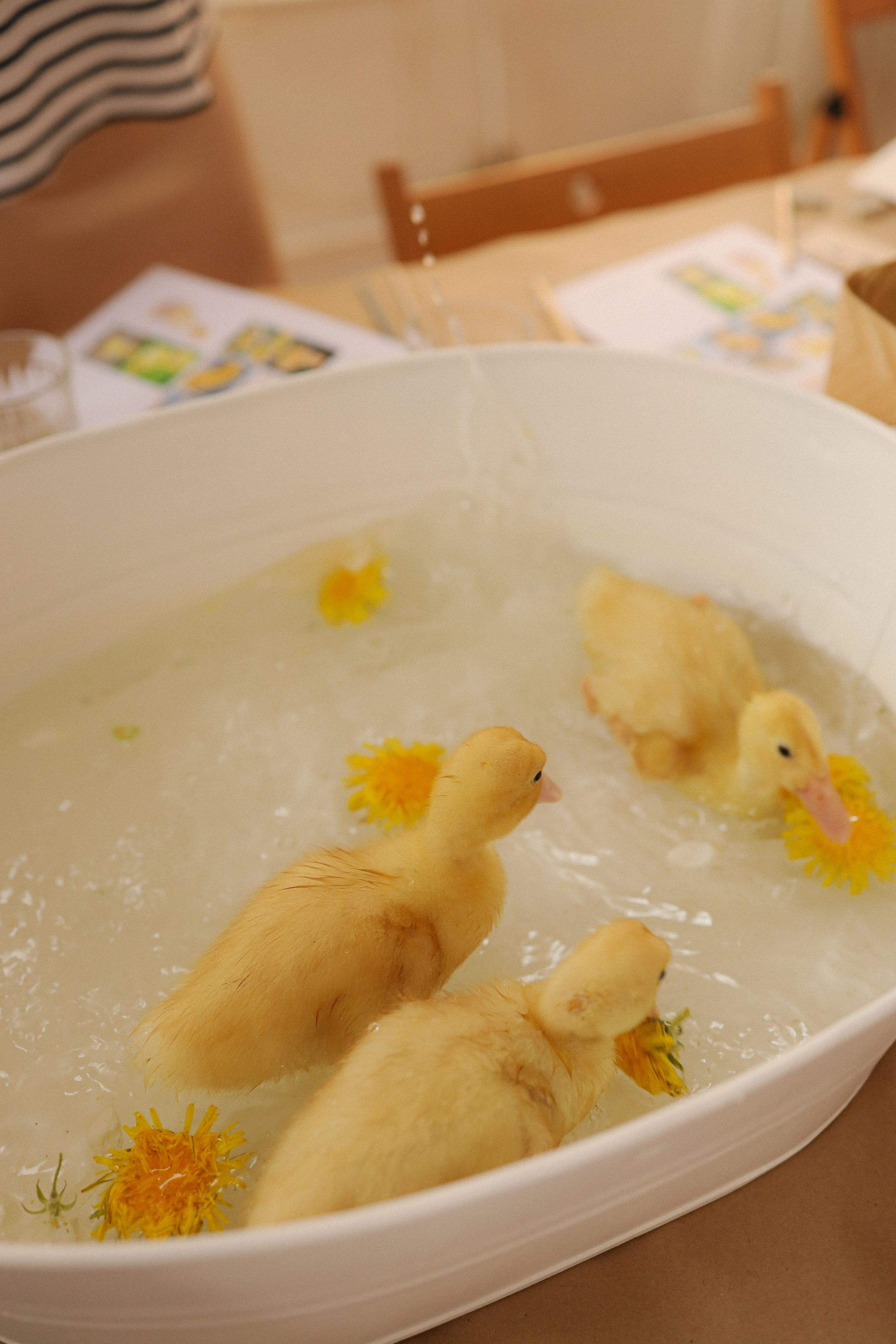 Мк Акварель (рисуем с натуры). Анастасия Ракчеева Художник