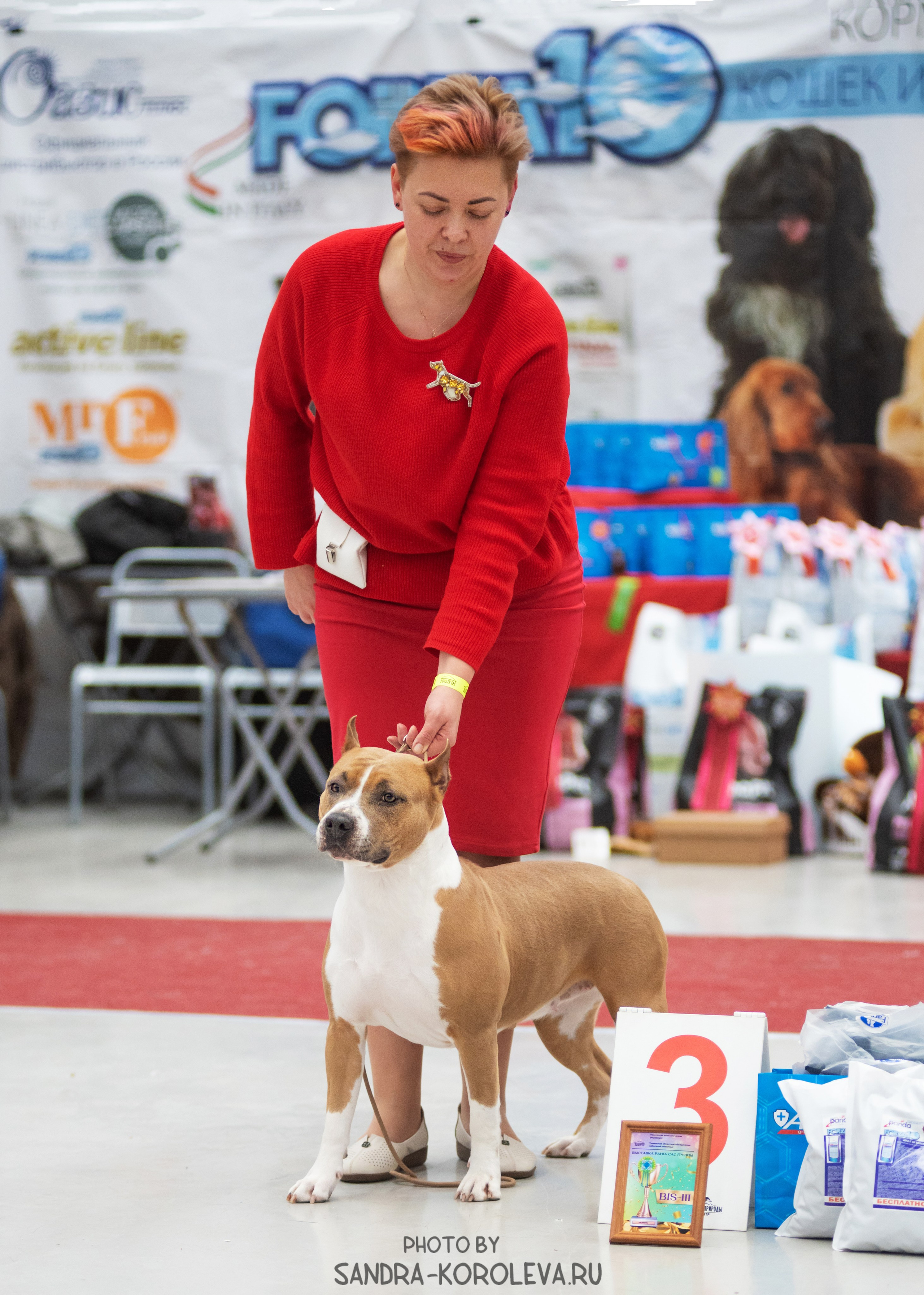 Выставка собак тюмень 10.12.2022. Дог-фотограф в Тюмени Александра Королева