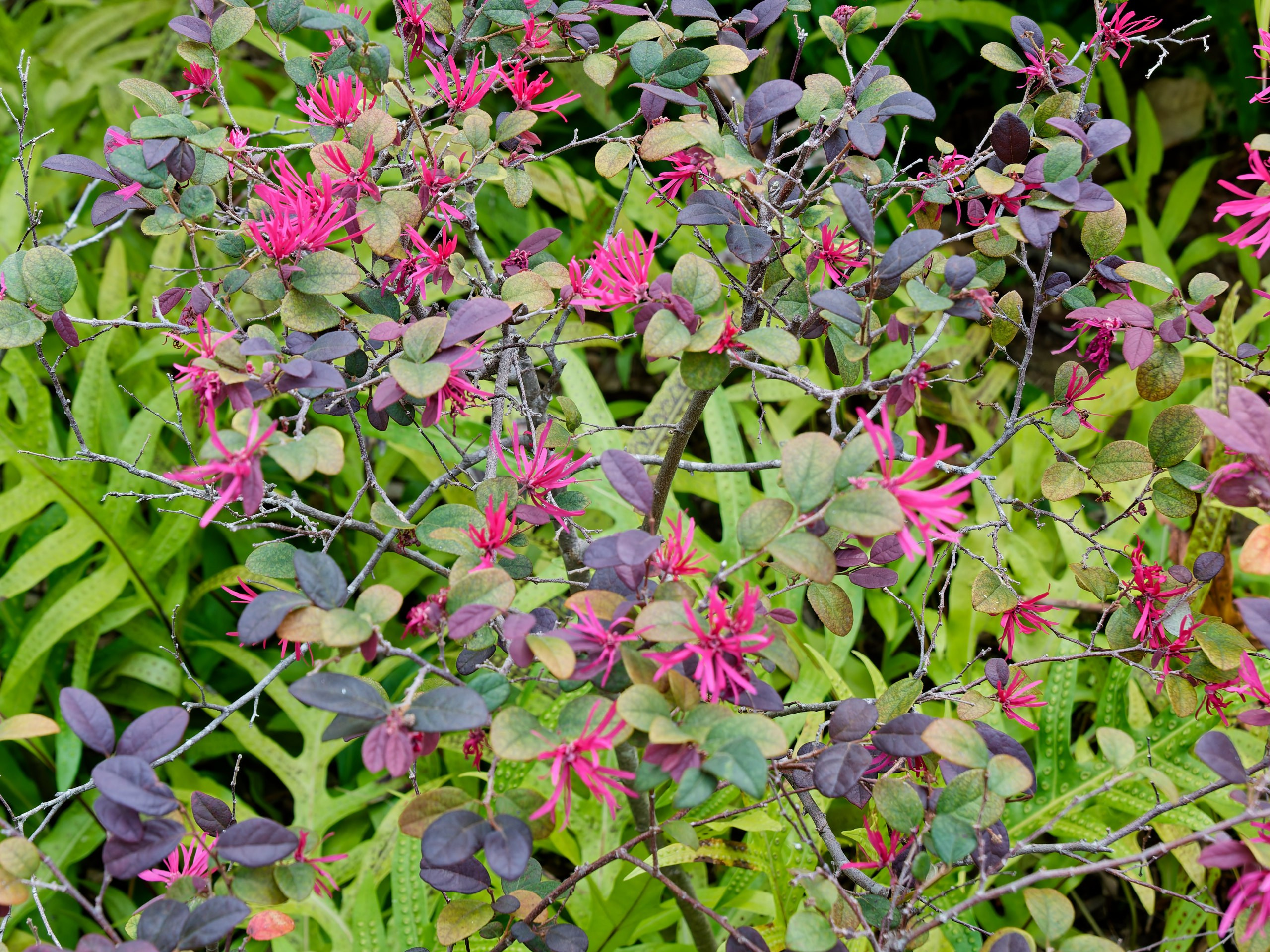 Хайнань 2026, флора, цветы и деревья. Фотопрогулки по Миру