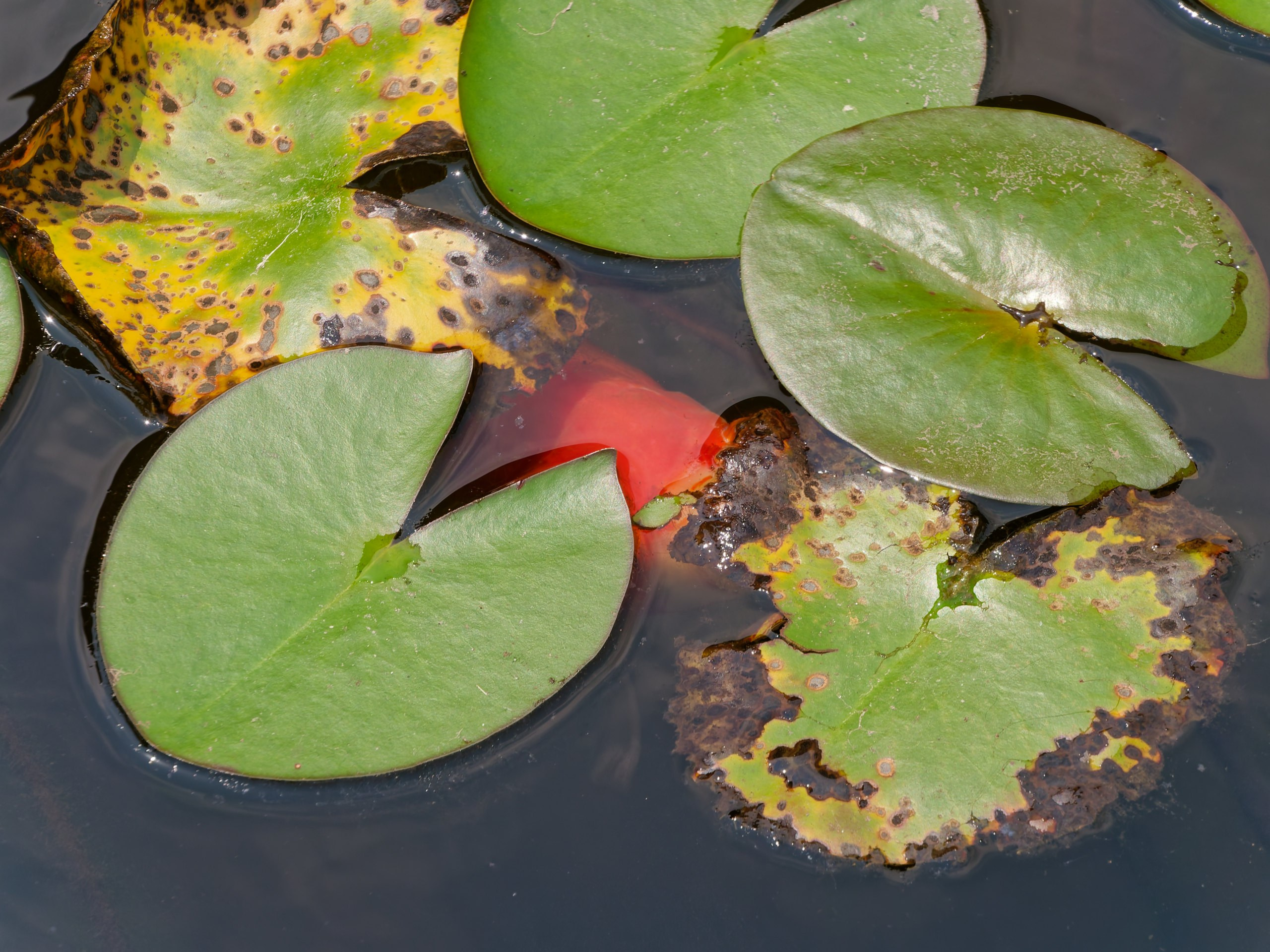 Хайнань 2026, флора, цветы и деревья. Фотопрогулки по Миру
