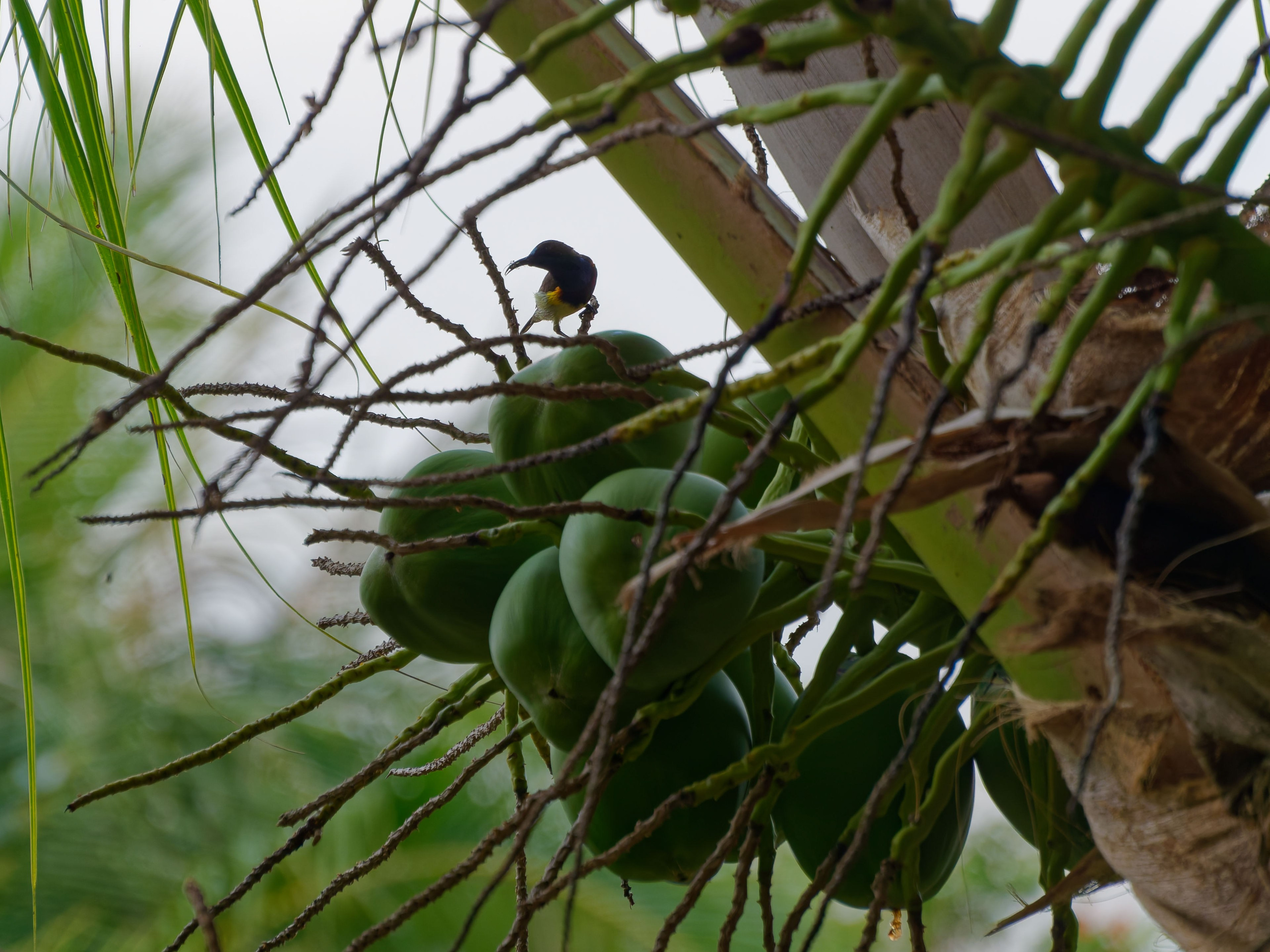 Хайнань 2026, птицы острова. Фотопрогулки по Миру