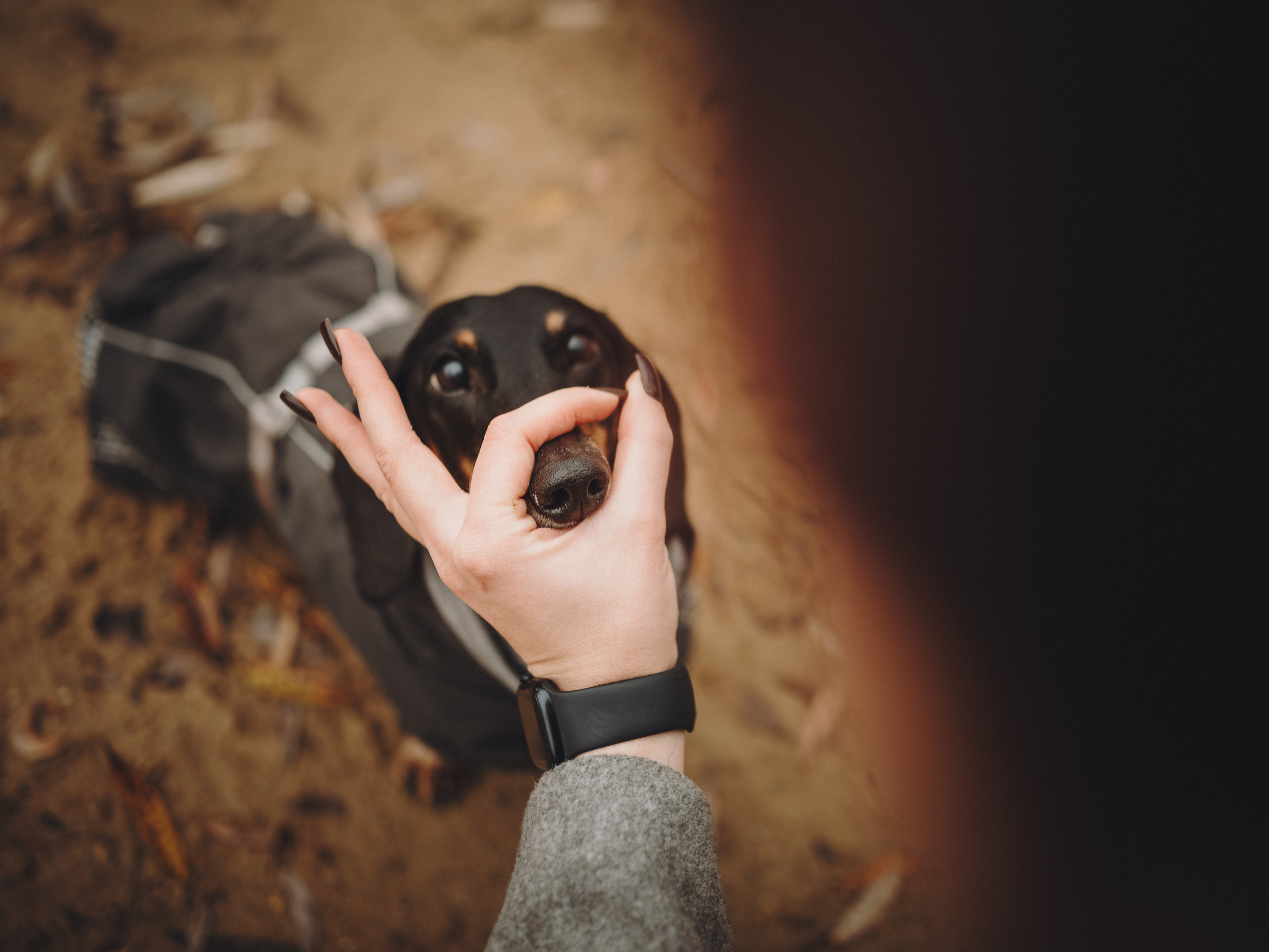 Аня, Оскар и Яр. Семейный фотограф анималист Ананьева Мария — Москва