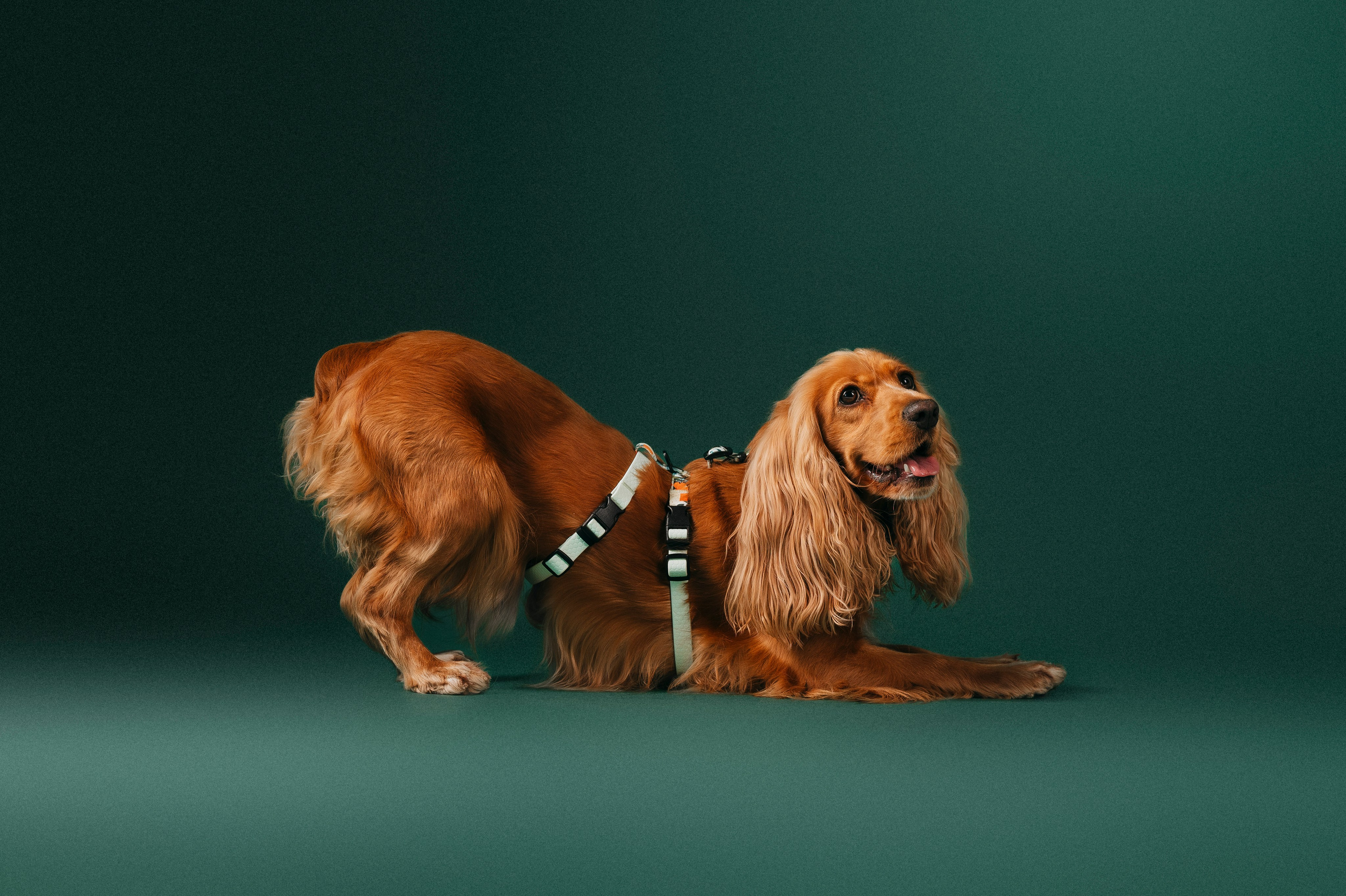 B&F. Амуниция. Семейный фотограф анималист Ананьева Мария — Москва