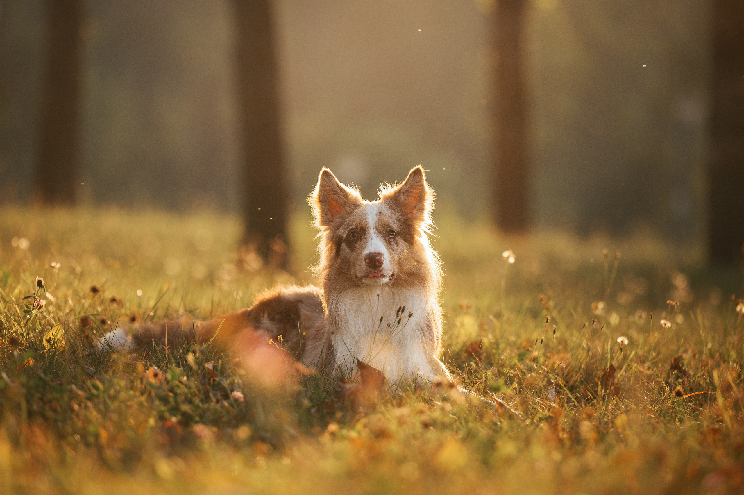 Аня и Деймон. Семейный фотограф анималист Ананьева Мария — Москва