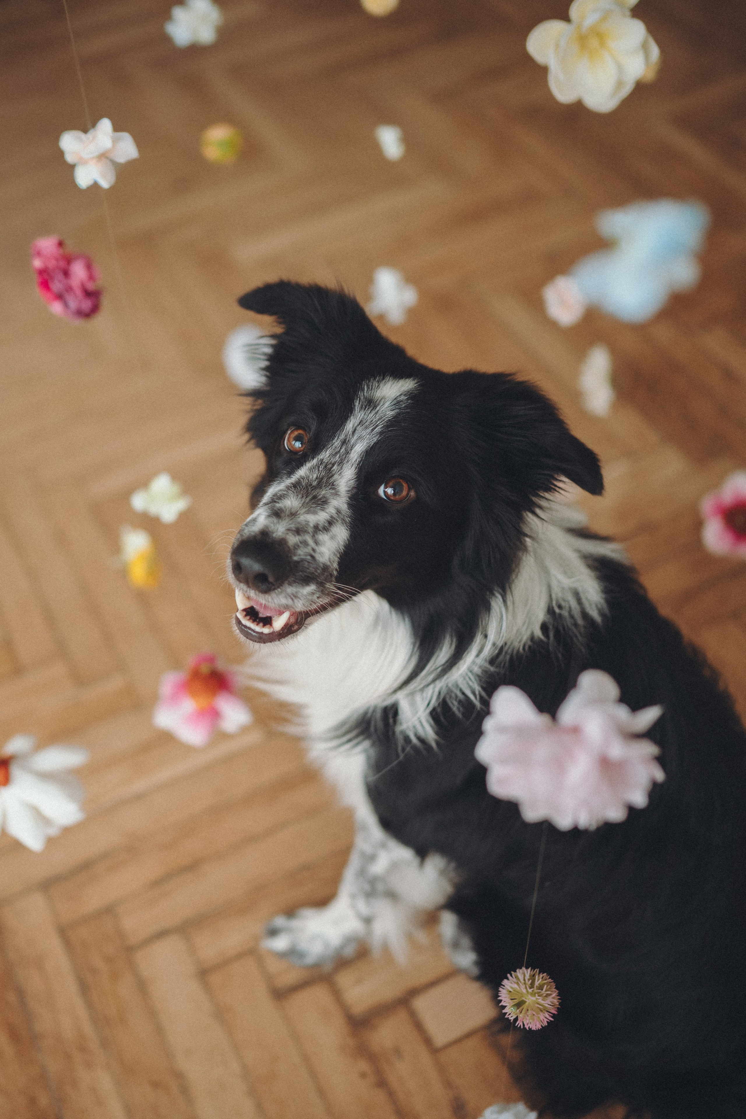 Настя и Рэги. Семейный фотограф анималист Ананьева Мария — Москва