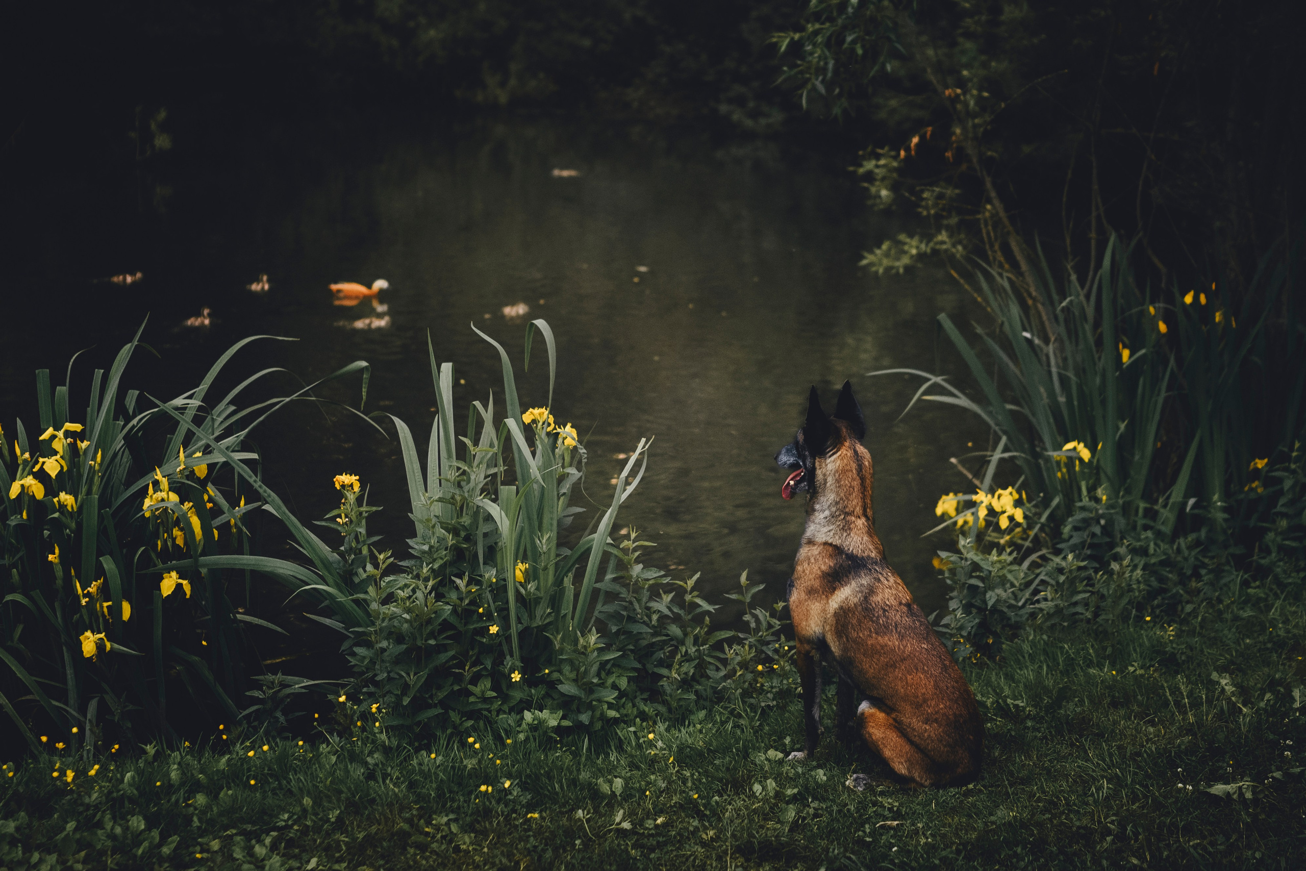 Вика, Ари и Нави. Семейный фотограф анималист Ананьева Мария — Москва