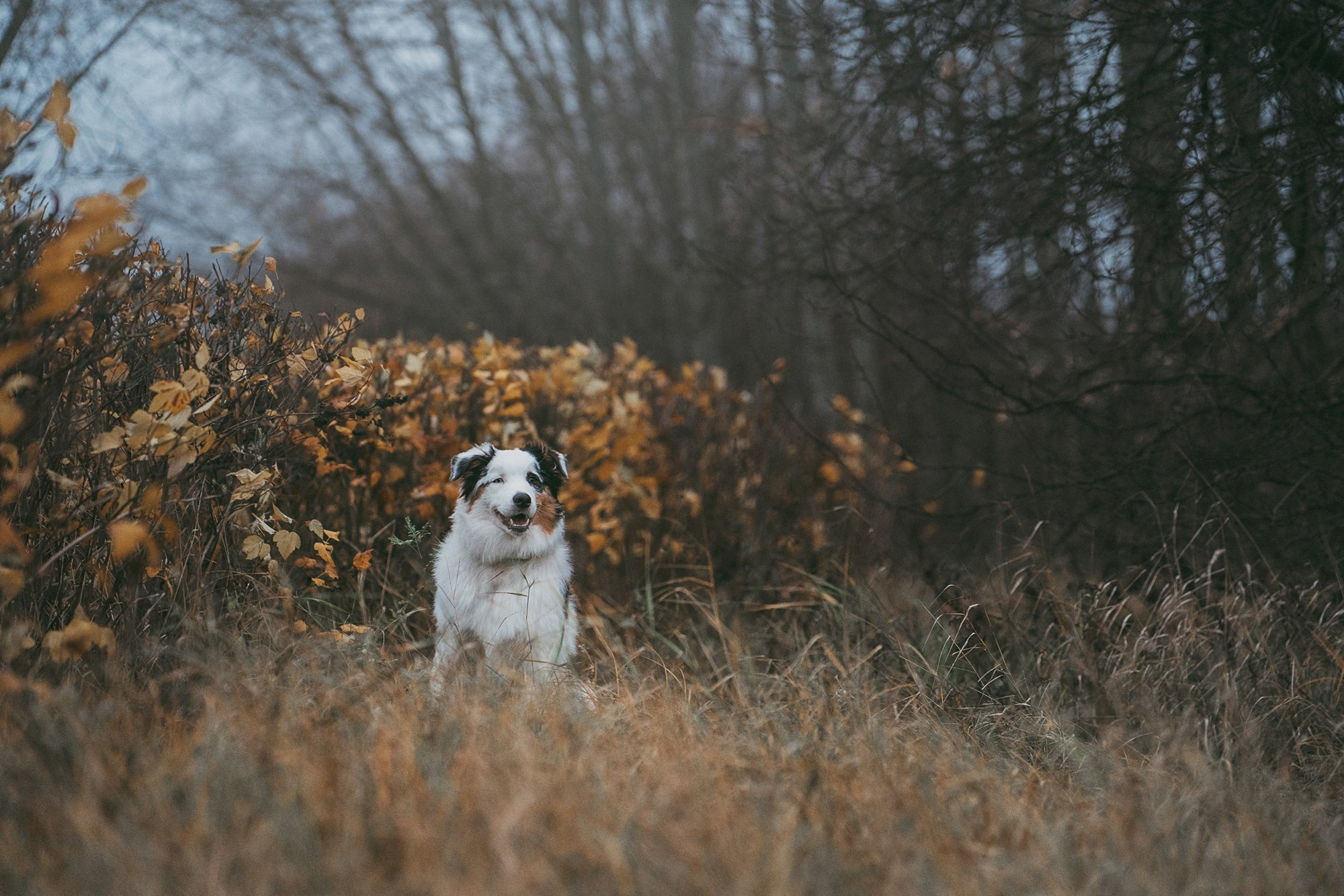 Лиза и Бублик. Фотограф анималист в Москве и Санкт-Петербурге Свиридова Анна