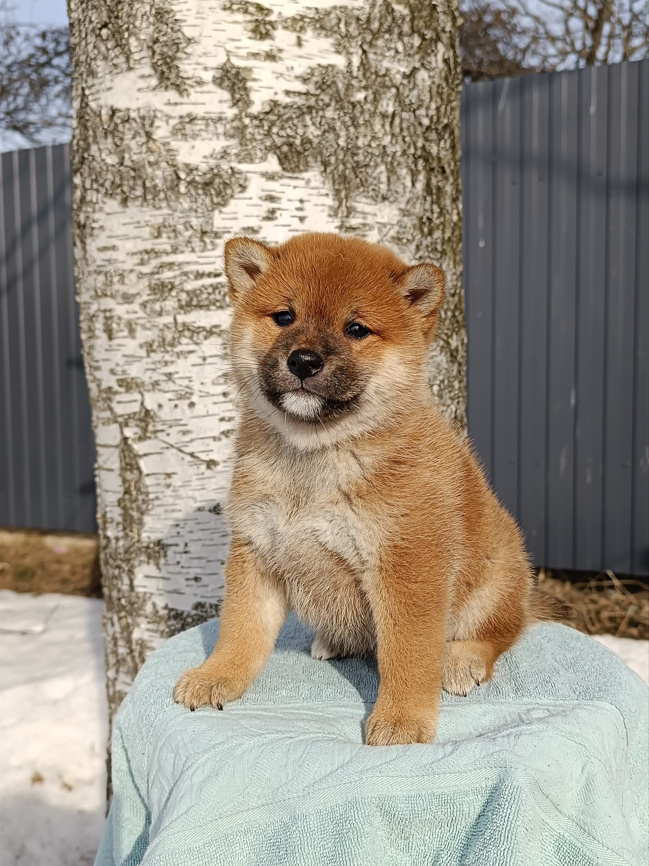 Сиба Rubylight Ellis питомник Рубилайт 