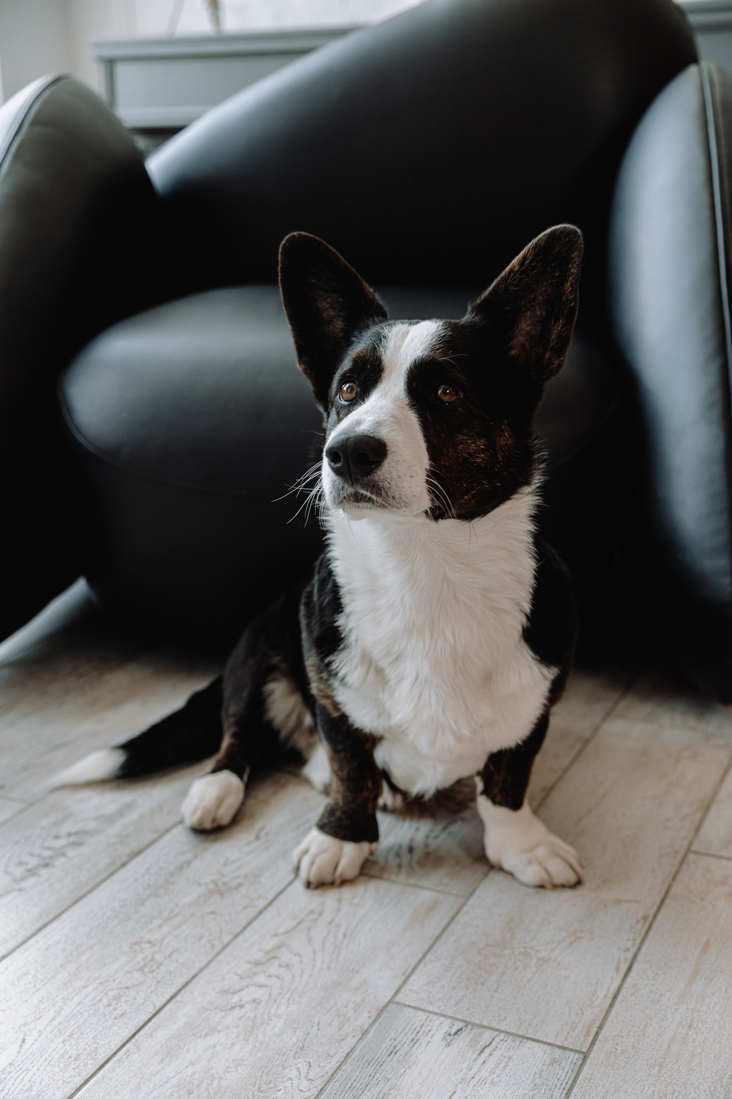 Евгения, Михаил и Дарина и собачка Чарли. Фотограф Воронеж Варвара