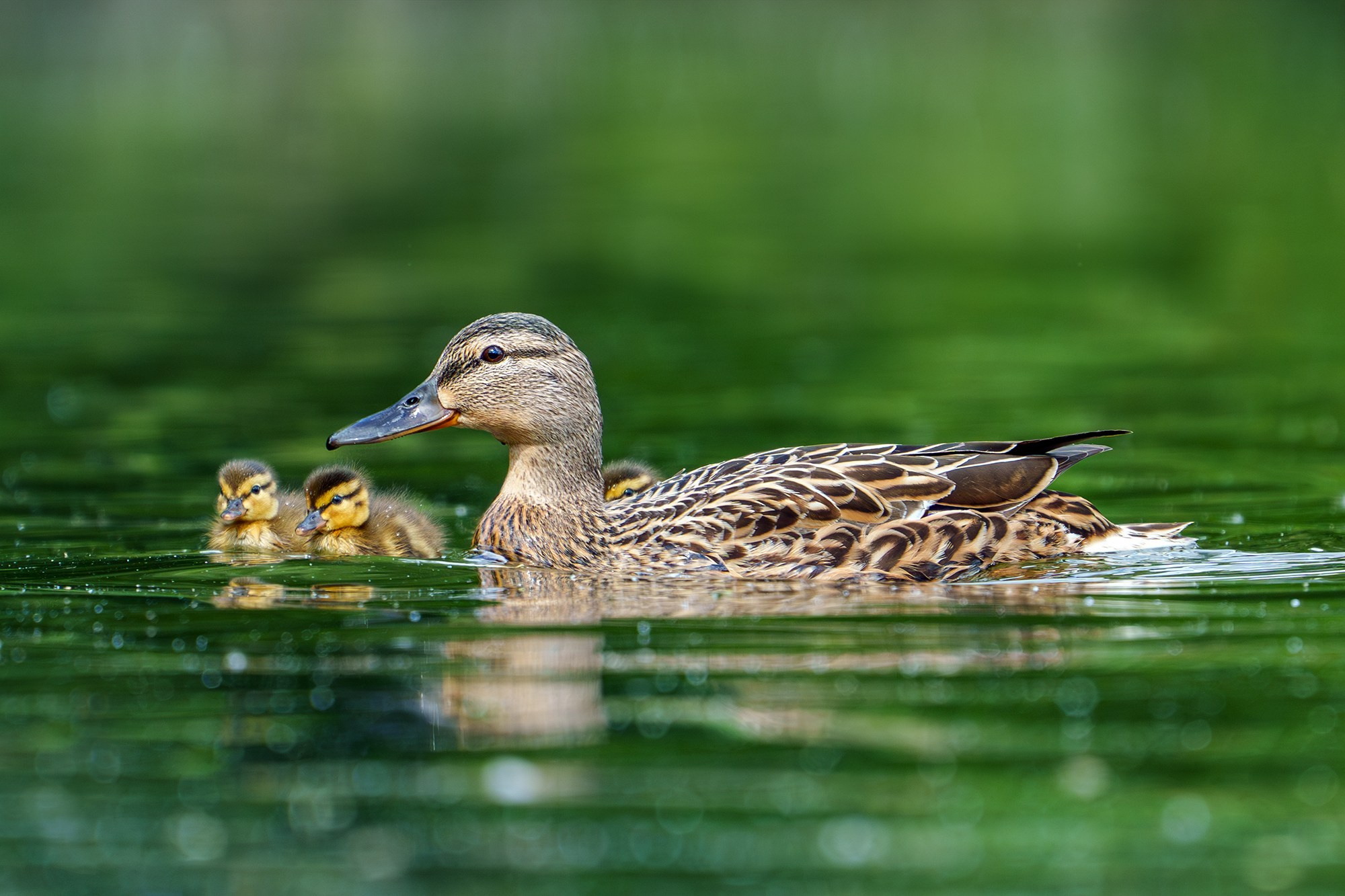 Удивительные мир птиц. Вокруг нас столько прекрасного — присмотритесь!. Ваш личный фотограф Марина Волкова