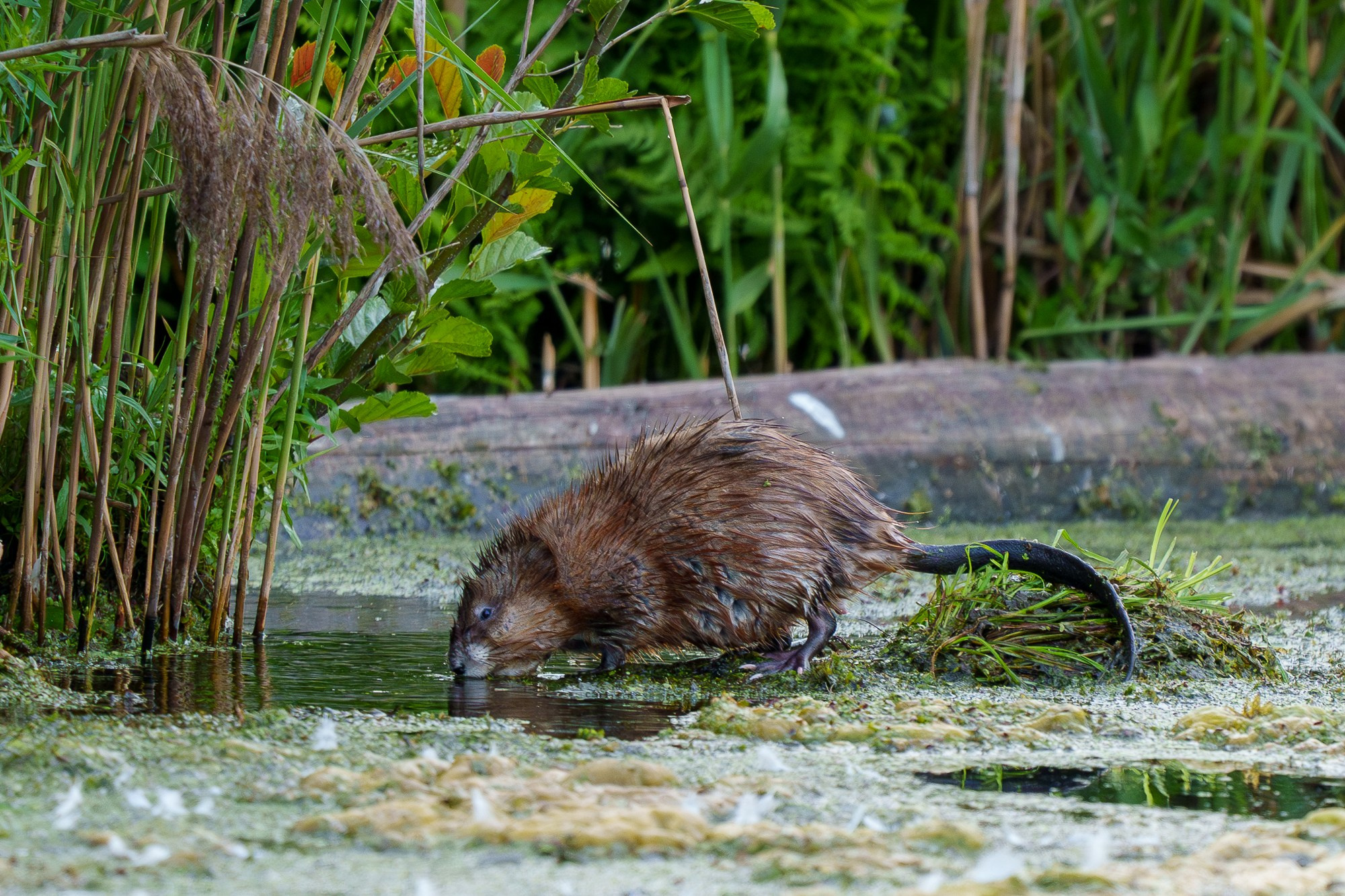 Животные. Ваш личный фотограф Марина Волкова