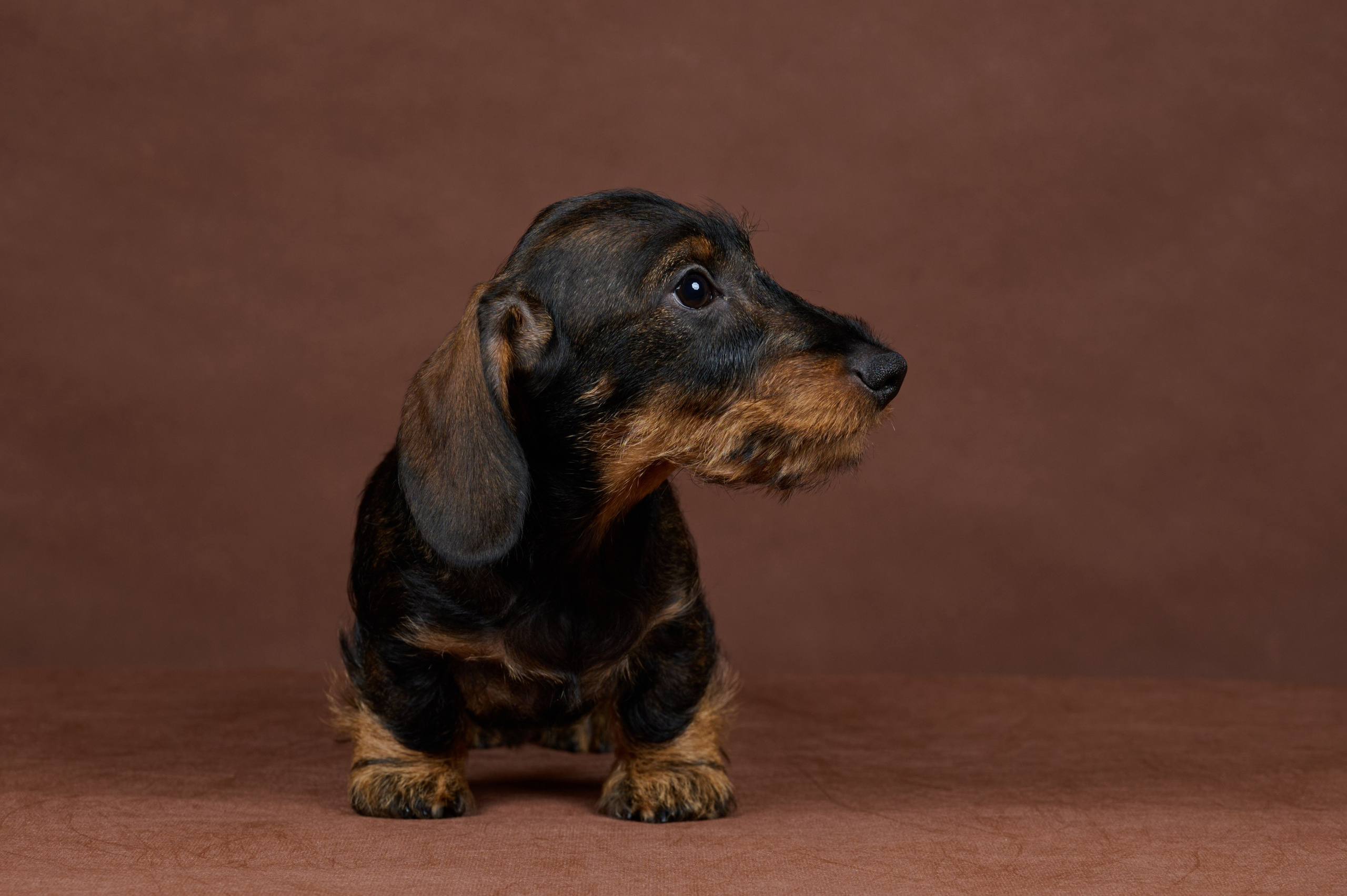 Щенки в домашней студии. Фотограф анималист в Казани Алина Сулейманова. Фотограф животных