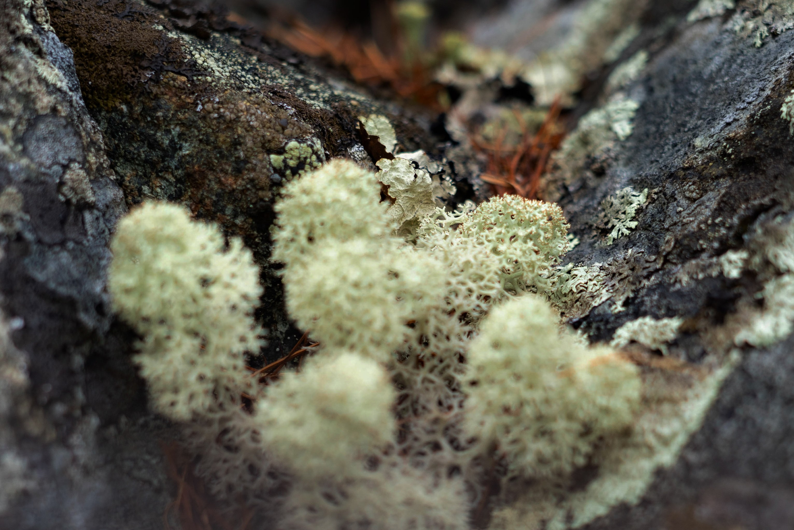 Лето в тундре. Фотограф Екатерина Зорина