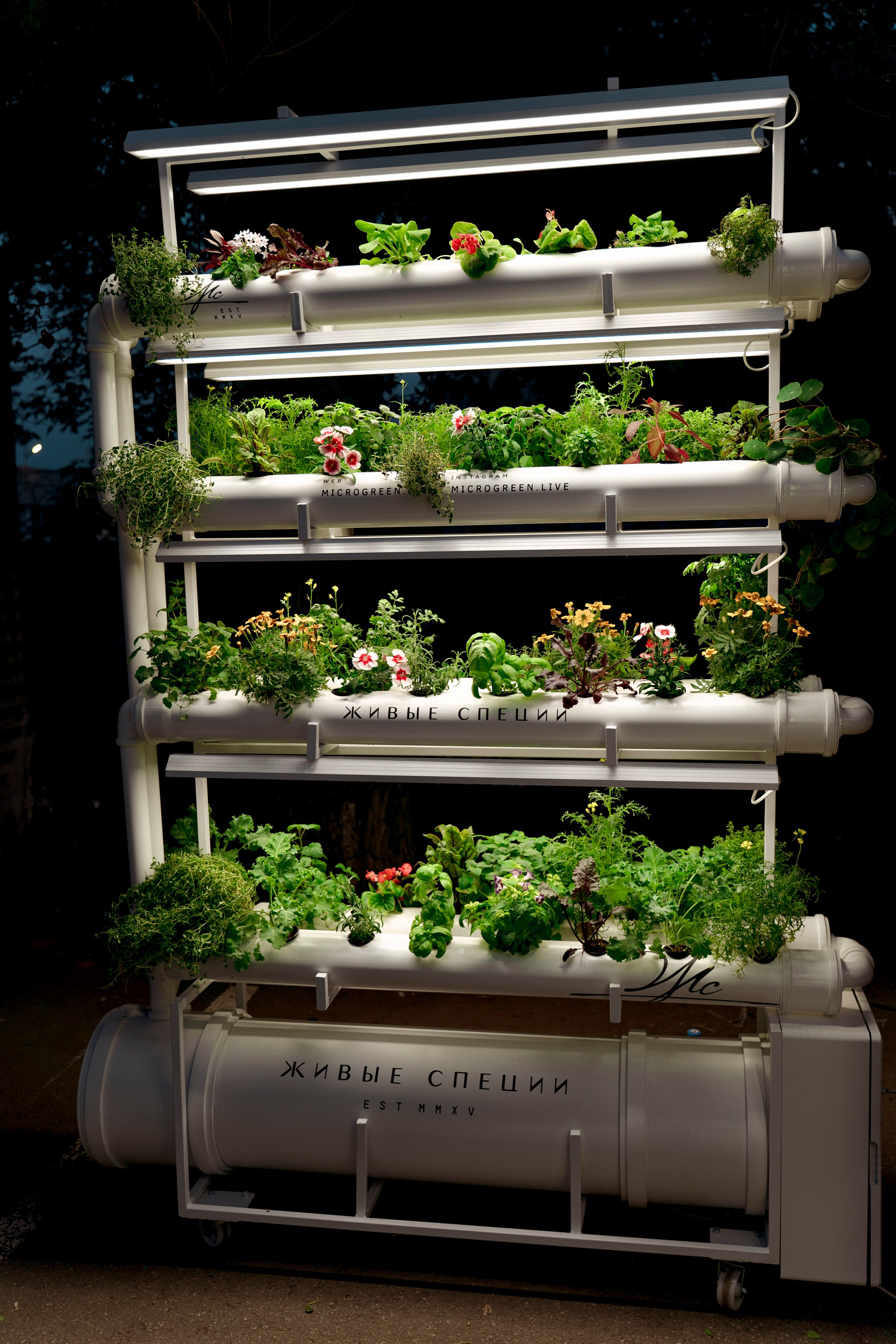 Гриль Фест 2025. Свадебный фотограф Москва