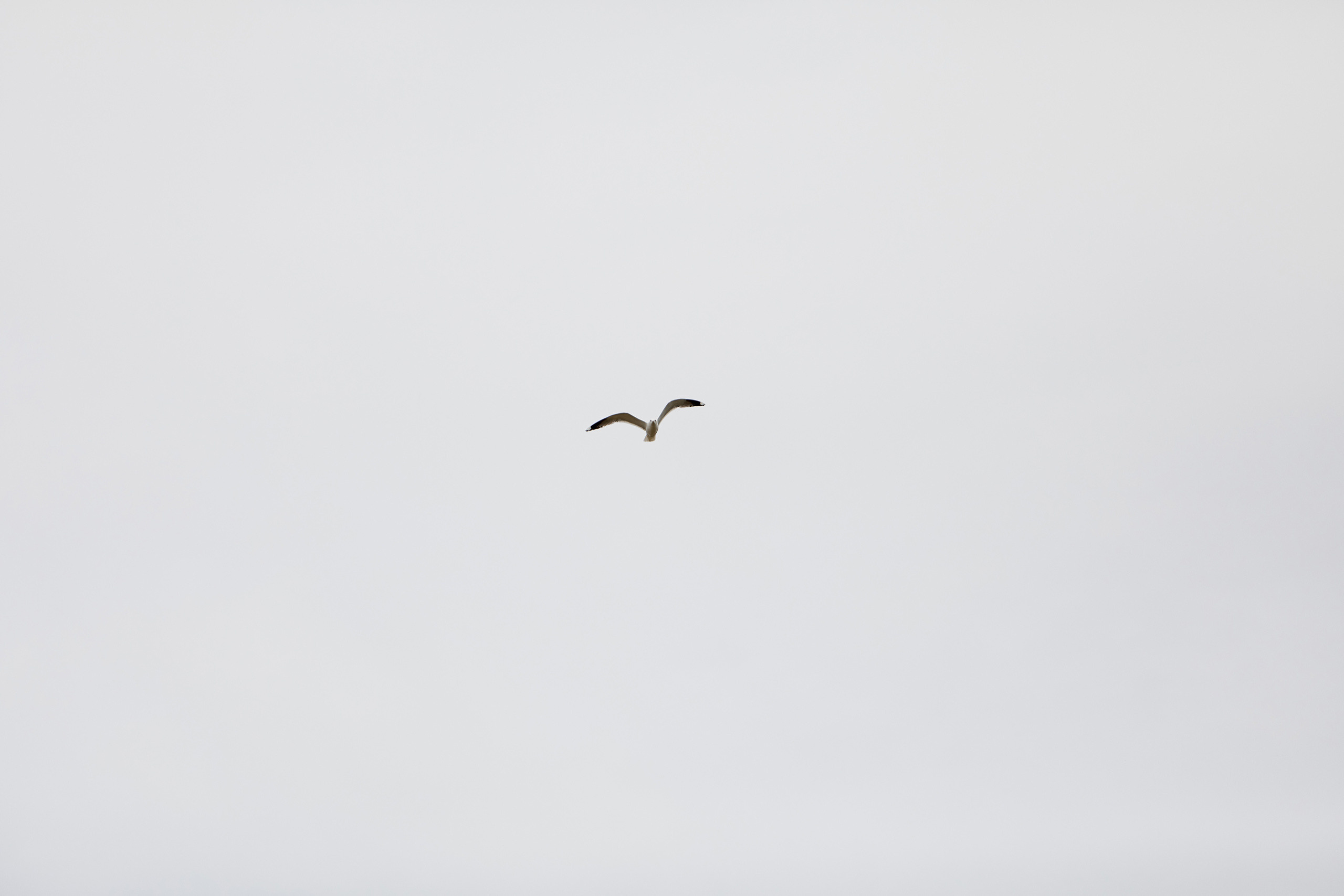 Уверенность во взгляде. Свадебный и семейный фотограф в Ярославле и Рыбинске Вячеслав Барышков