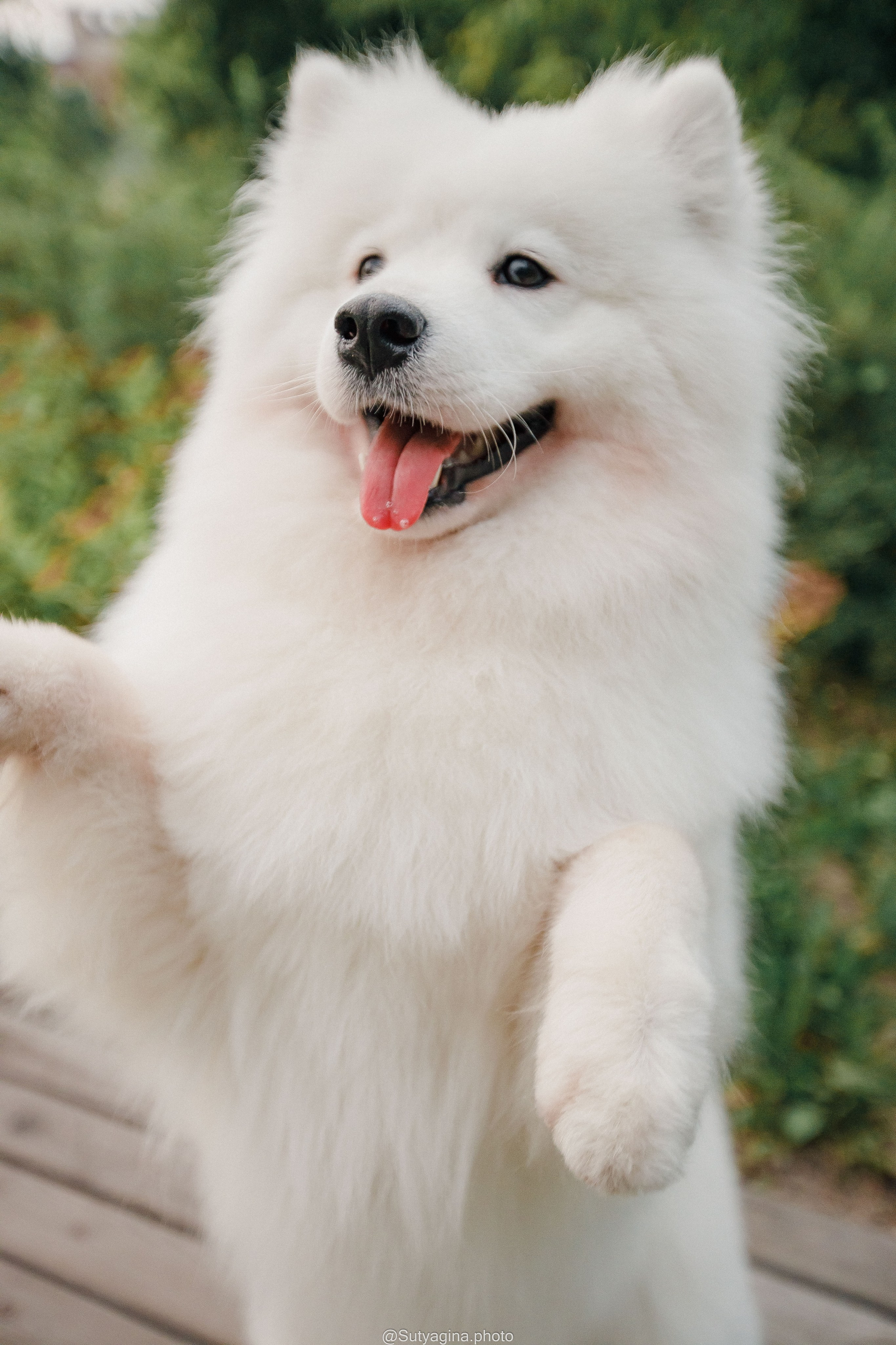 Самоед Рея. Свадебный и женский фотограф