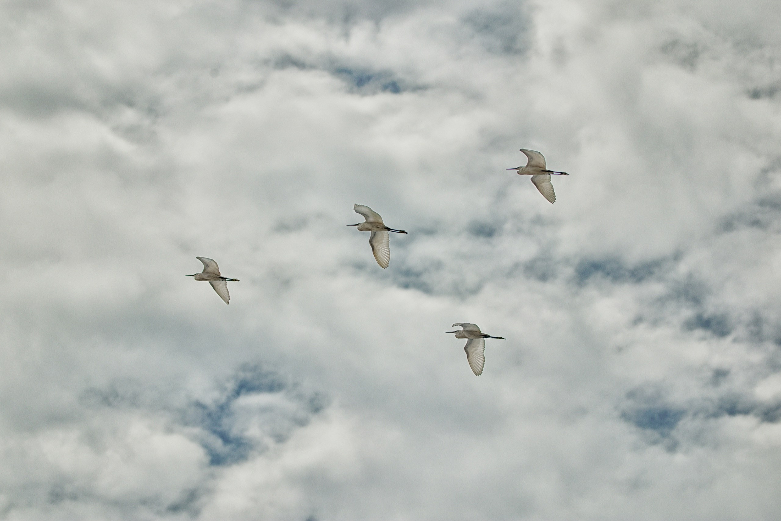 ПРИРОДА. Слепки времени. Фотографии природы и событий. Москва. Сергей Аллагулов
