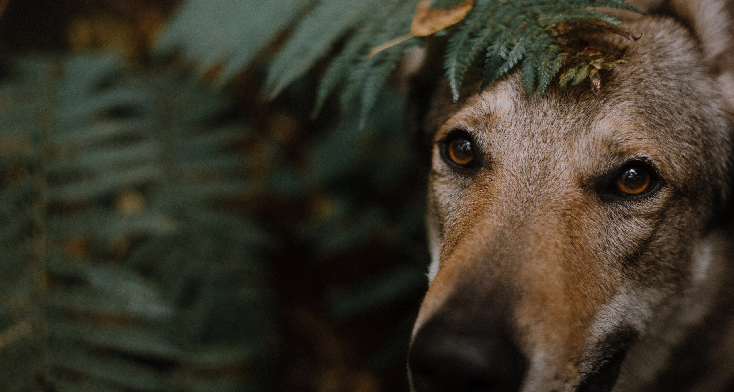 Полина и Вегард. Фотограф-анималист Богданова Полина
