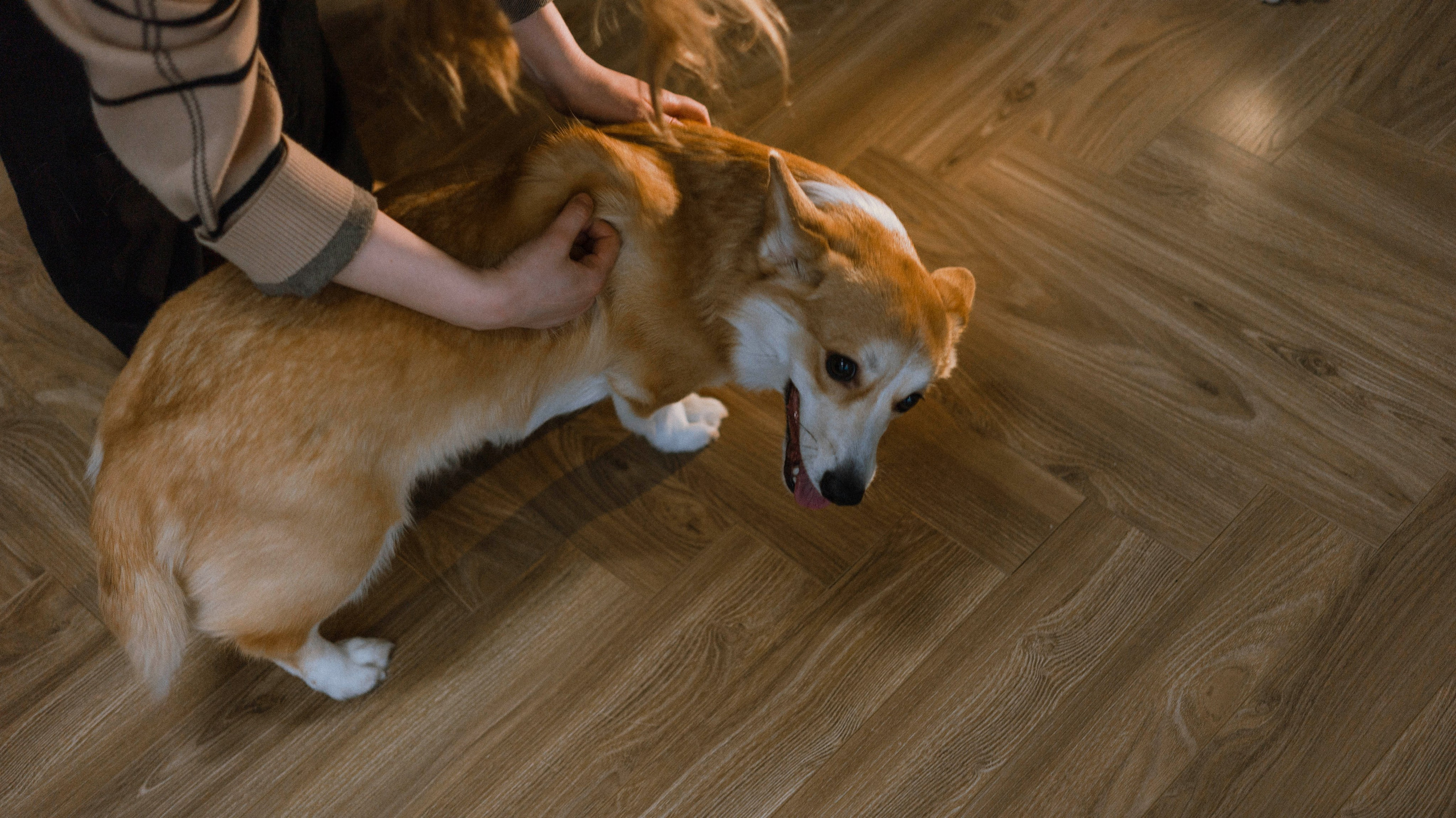 Настя и Мия. Фотограф-анималист Богданова Полина