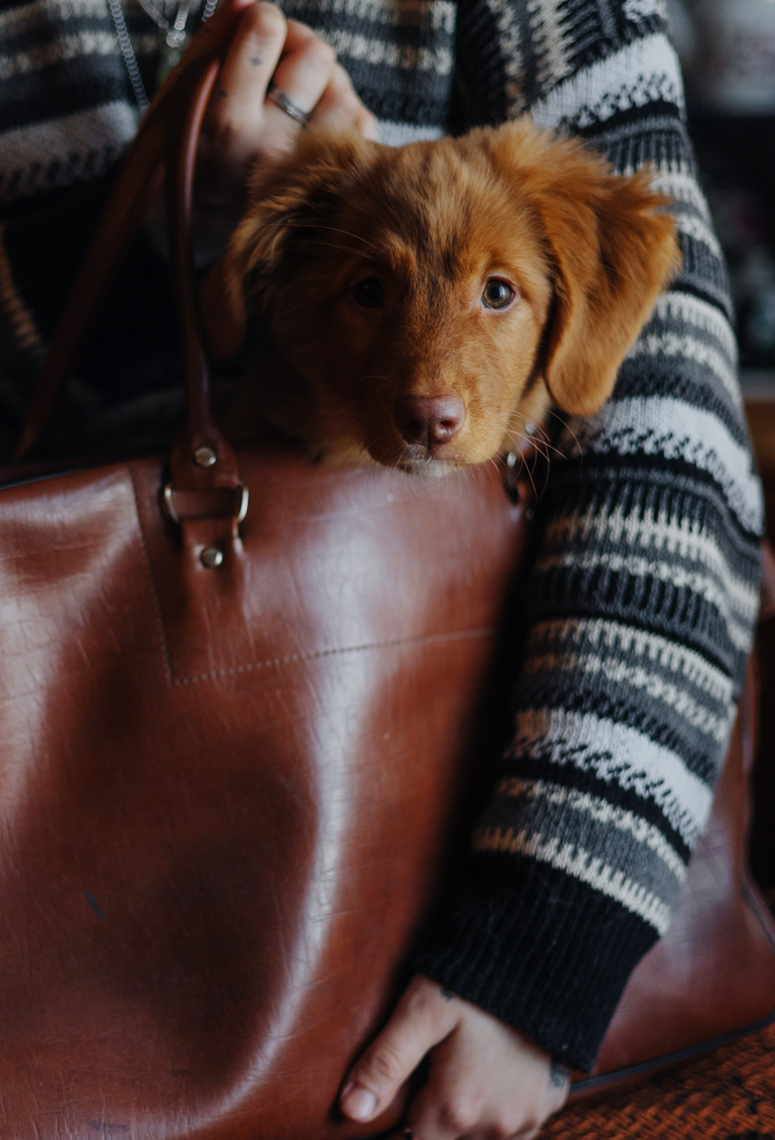 Лера, Реджи и Ральф. Фотограф-анималист Богданова Полина