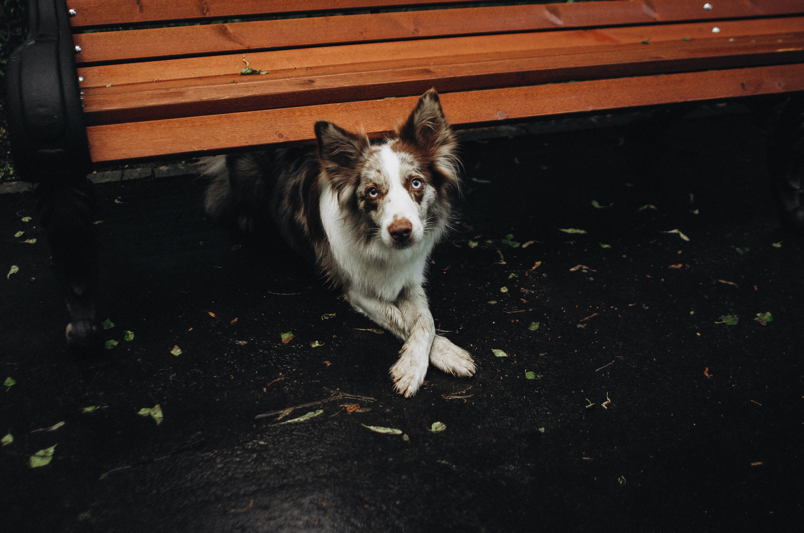 Алина и Бруна. Фотограф-анималист Богданова Полина