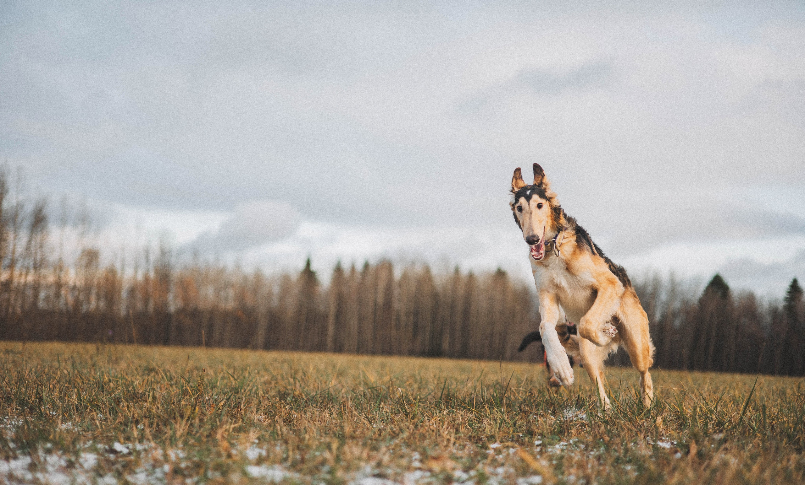 Алена, Леви и Микаса. Фотограф-анималист Богданова Полина