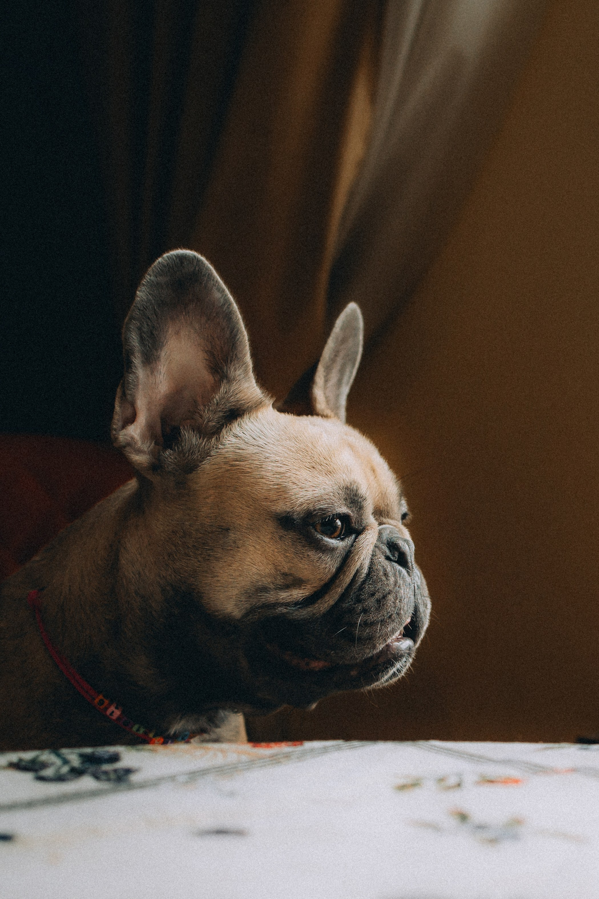 Юля, Мия и Зек