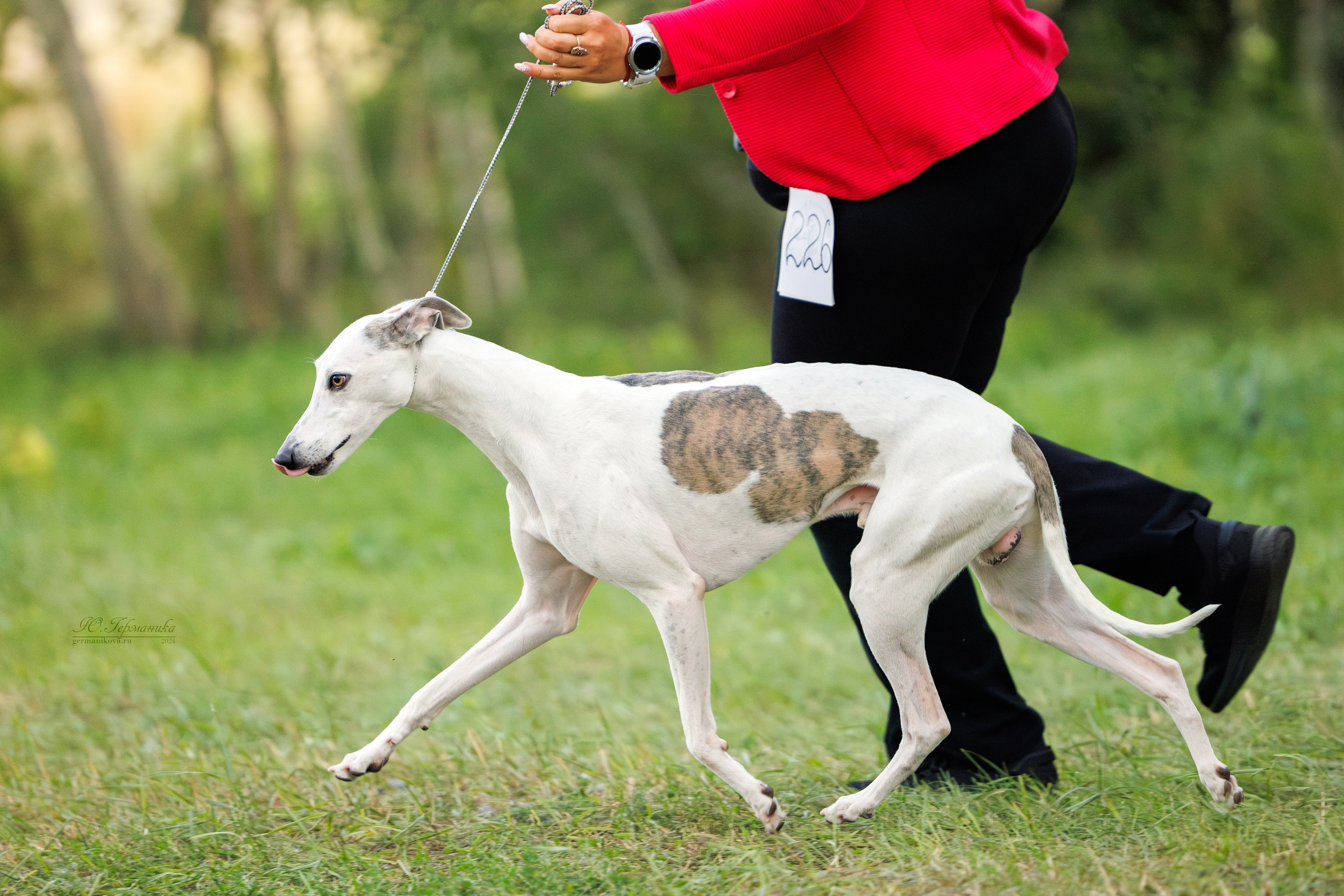 Астана 2хCACIB 17-18.08.2024. Фотограф-анималист Юлия Германика