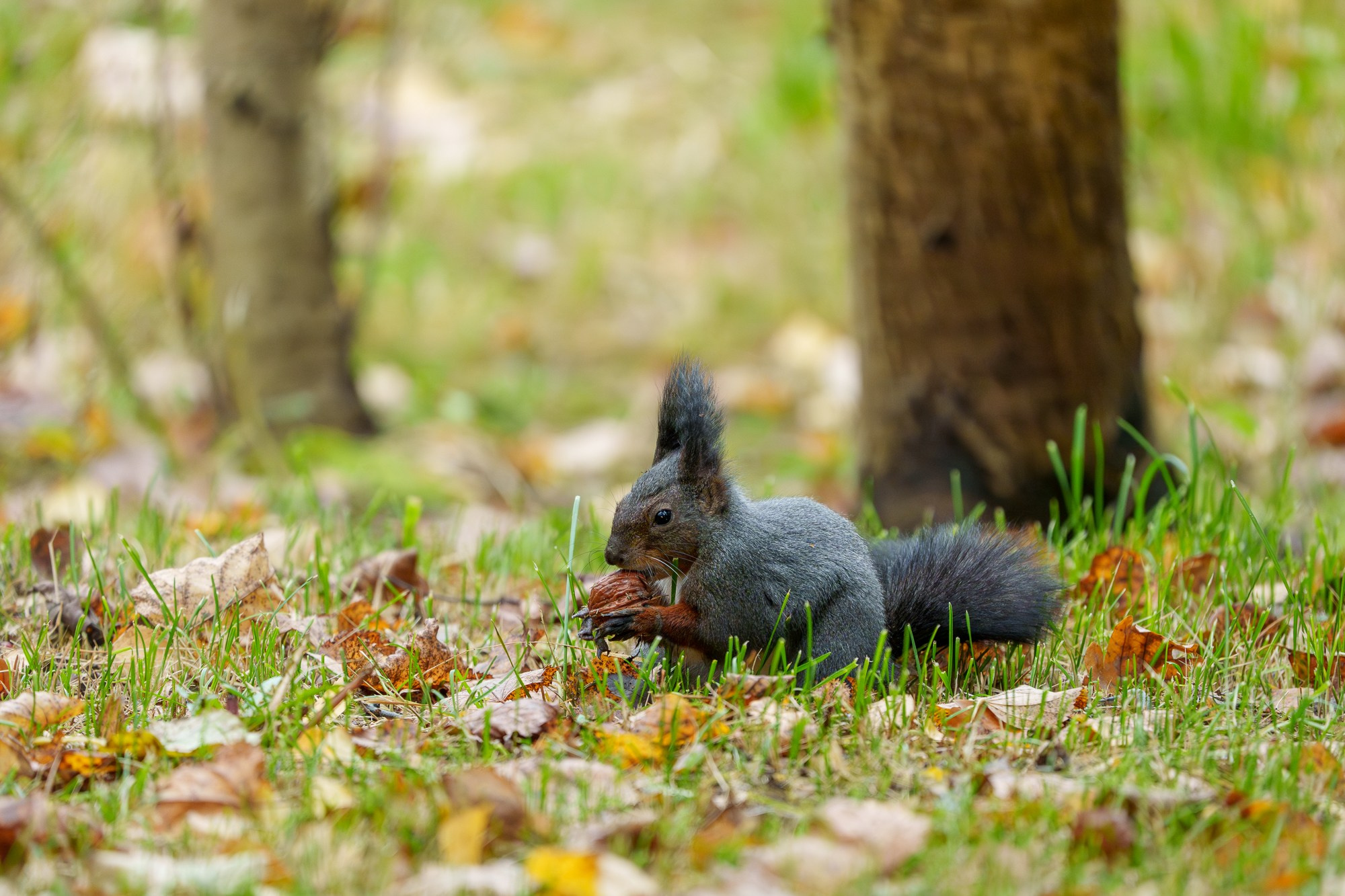 Животные. Ваш личный фотограф Марина Волкова