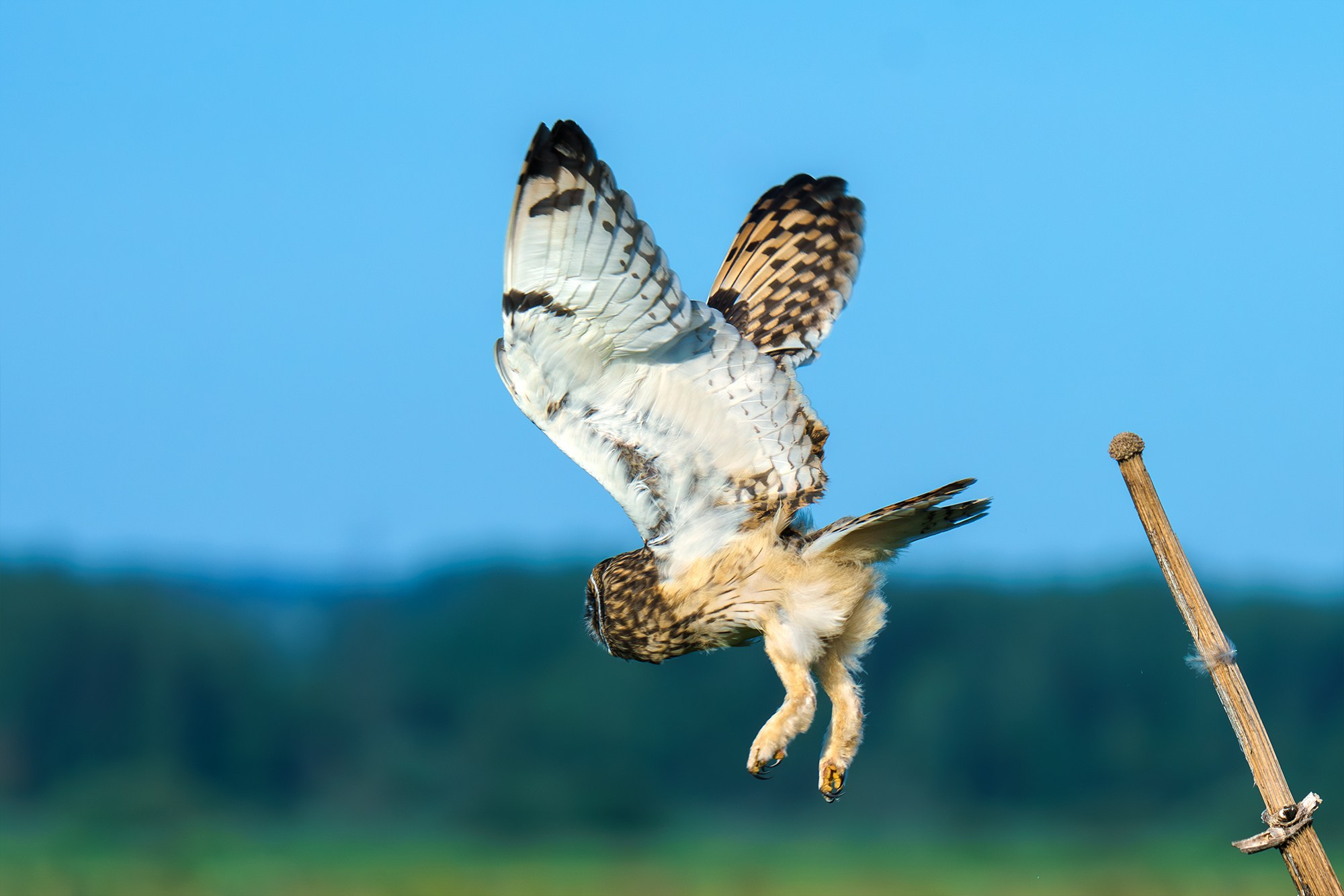 Удивительные мир птиц. Вокруг нас столько прекрасного — присмотритесь!. Ваш личный фотограф Марина Волкова