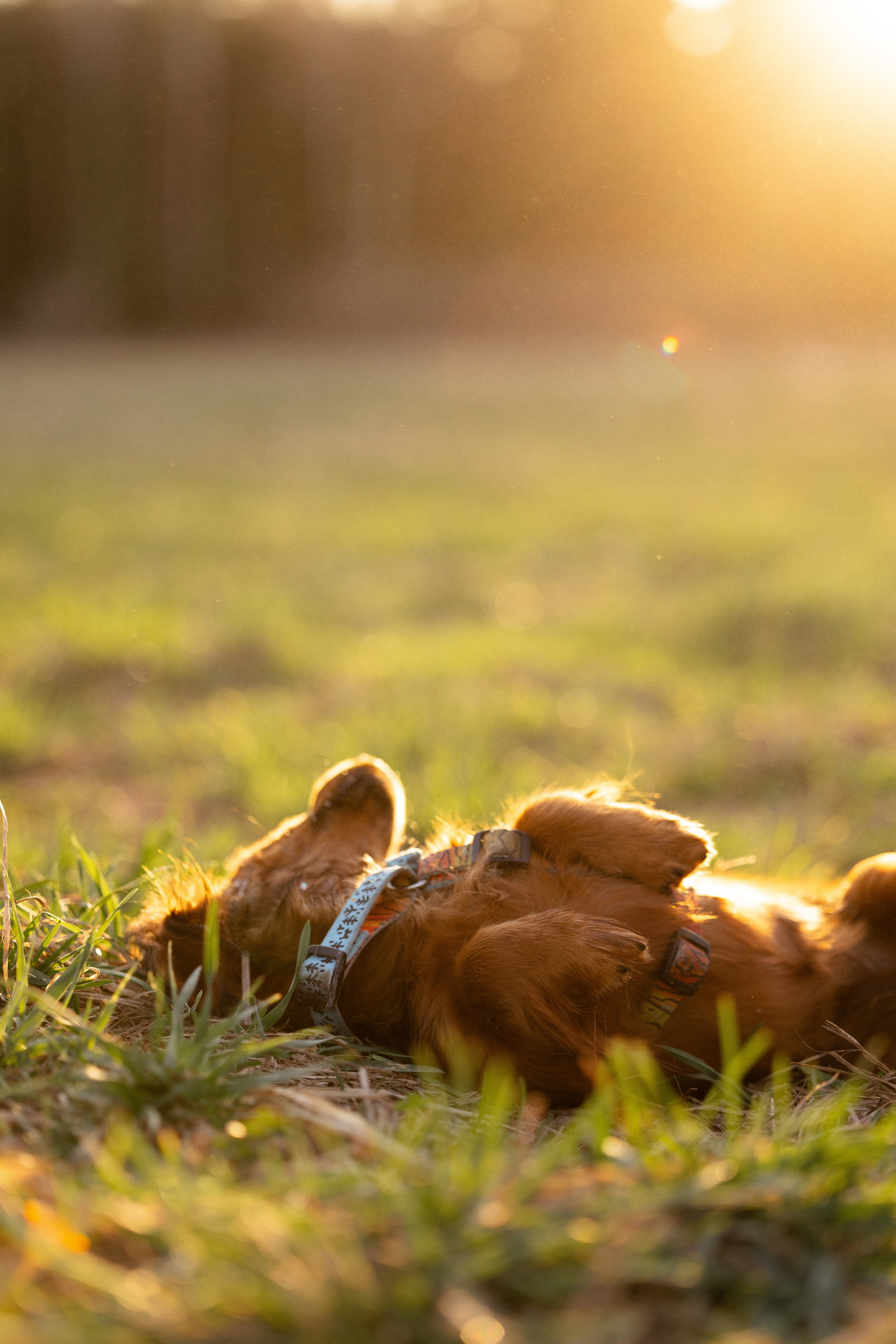 Разношерстная компания. Фотограф и видеограф анималист Аганина Дарья