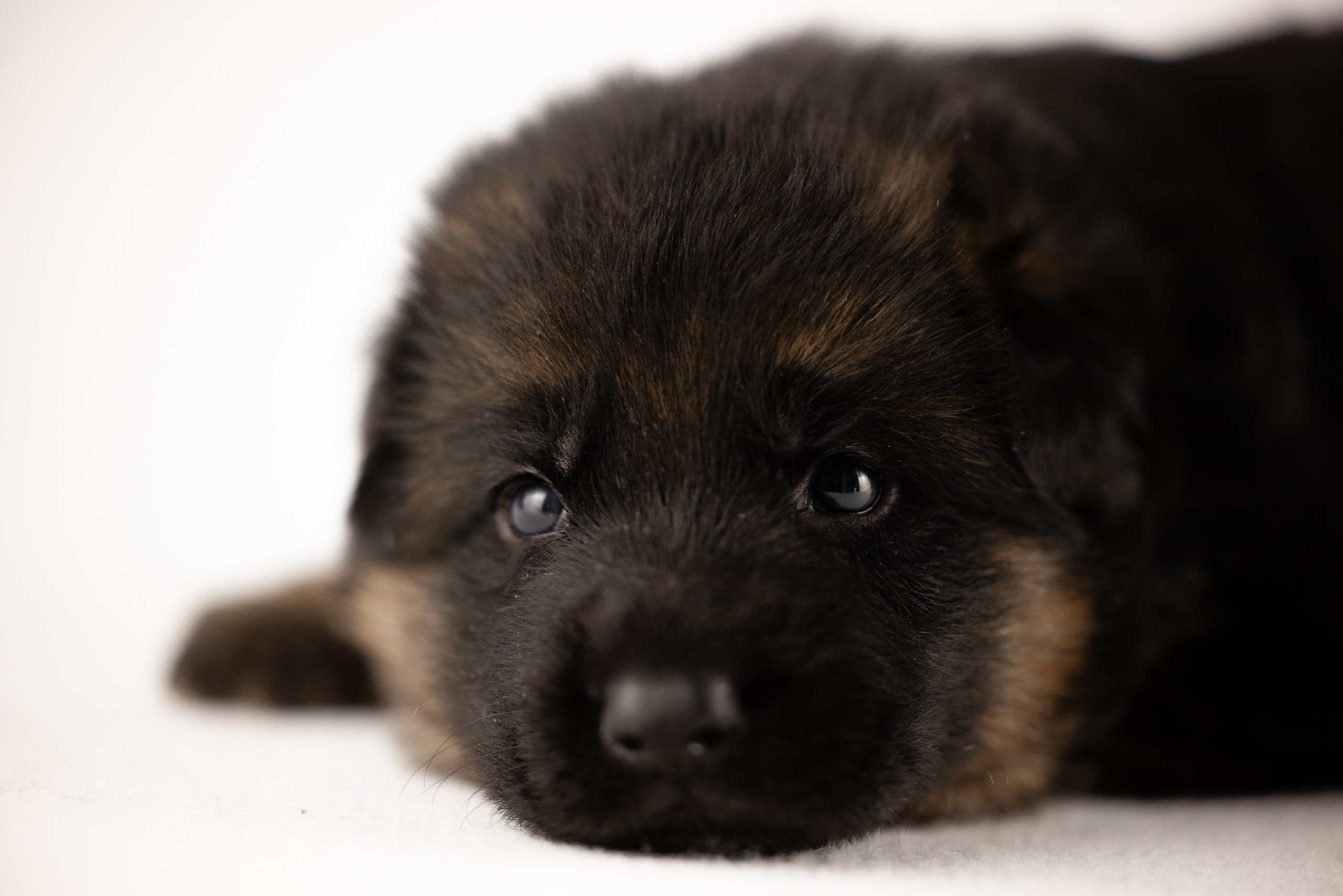 Немецкая овчарка. Фотограф и видеограф анималист Аганина Дарья