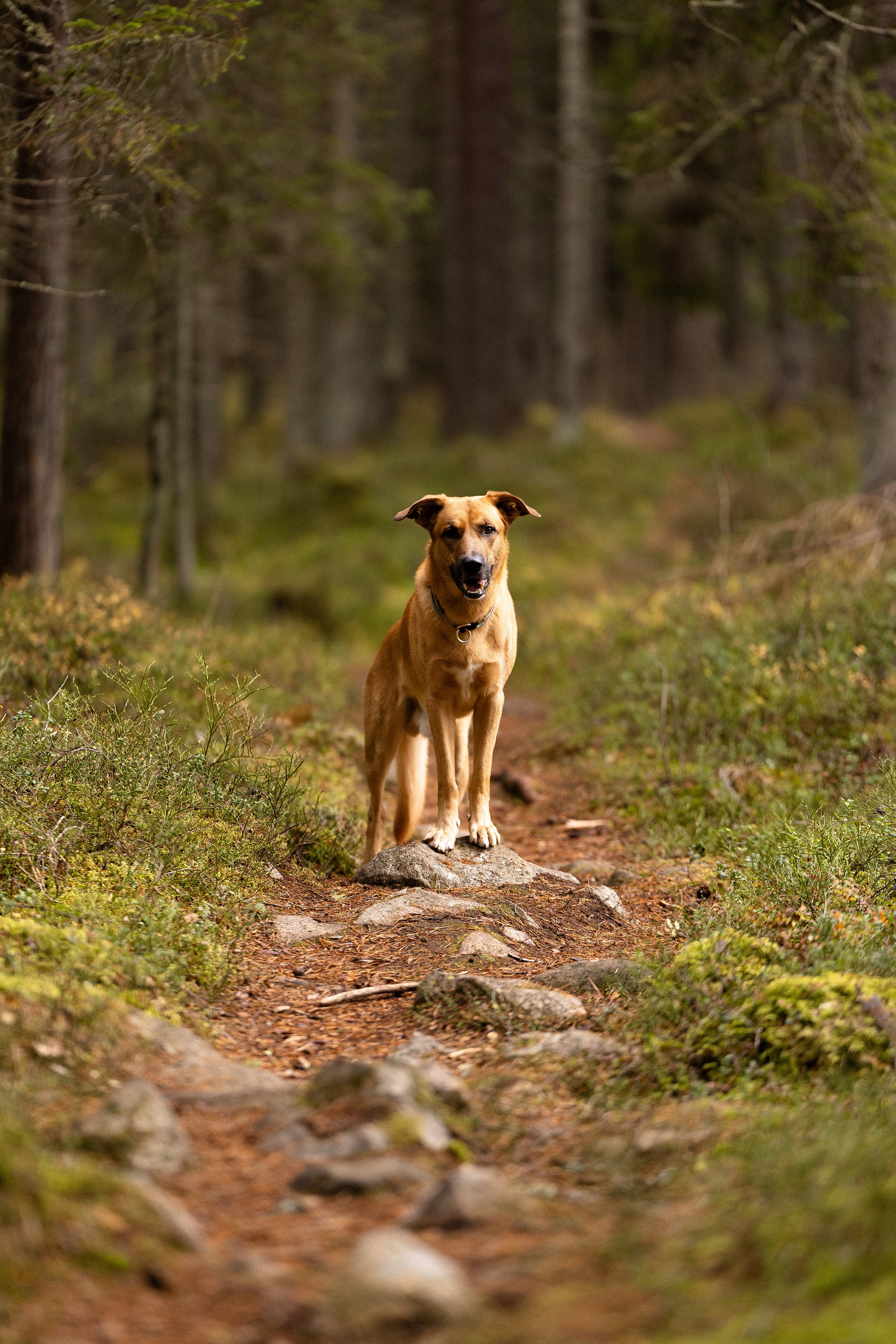 Karelia. Фотограф и видеограф анималист Аганина Дарья