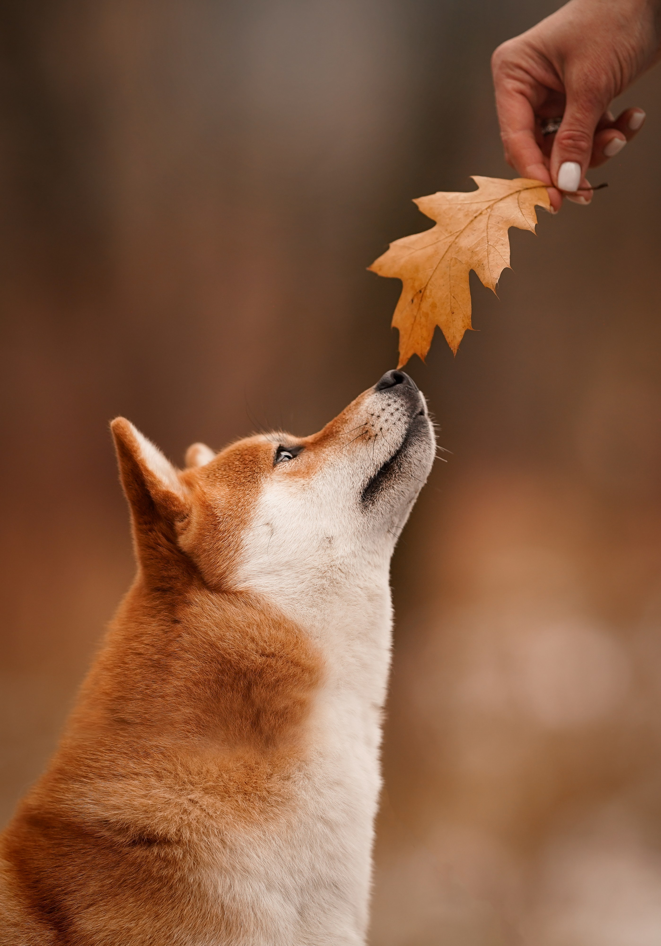 Алина и Юми. Фотограф-анималист в Санкт-Петербурге Яна Мартынова