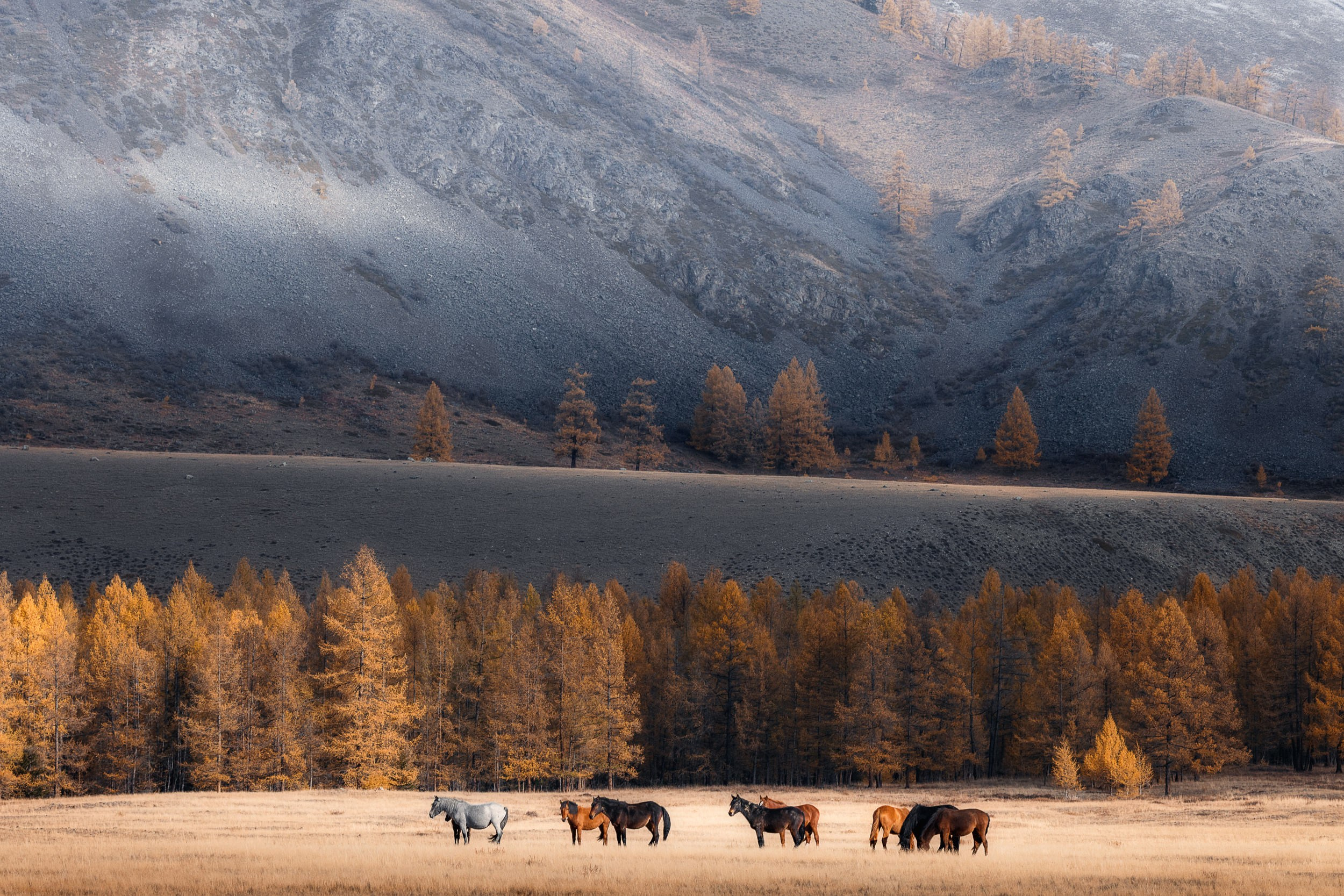 Дикая природа • Wildlife. Елена Ивановой • Профессиональный фотограф