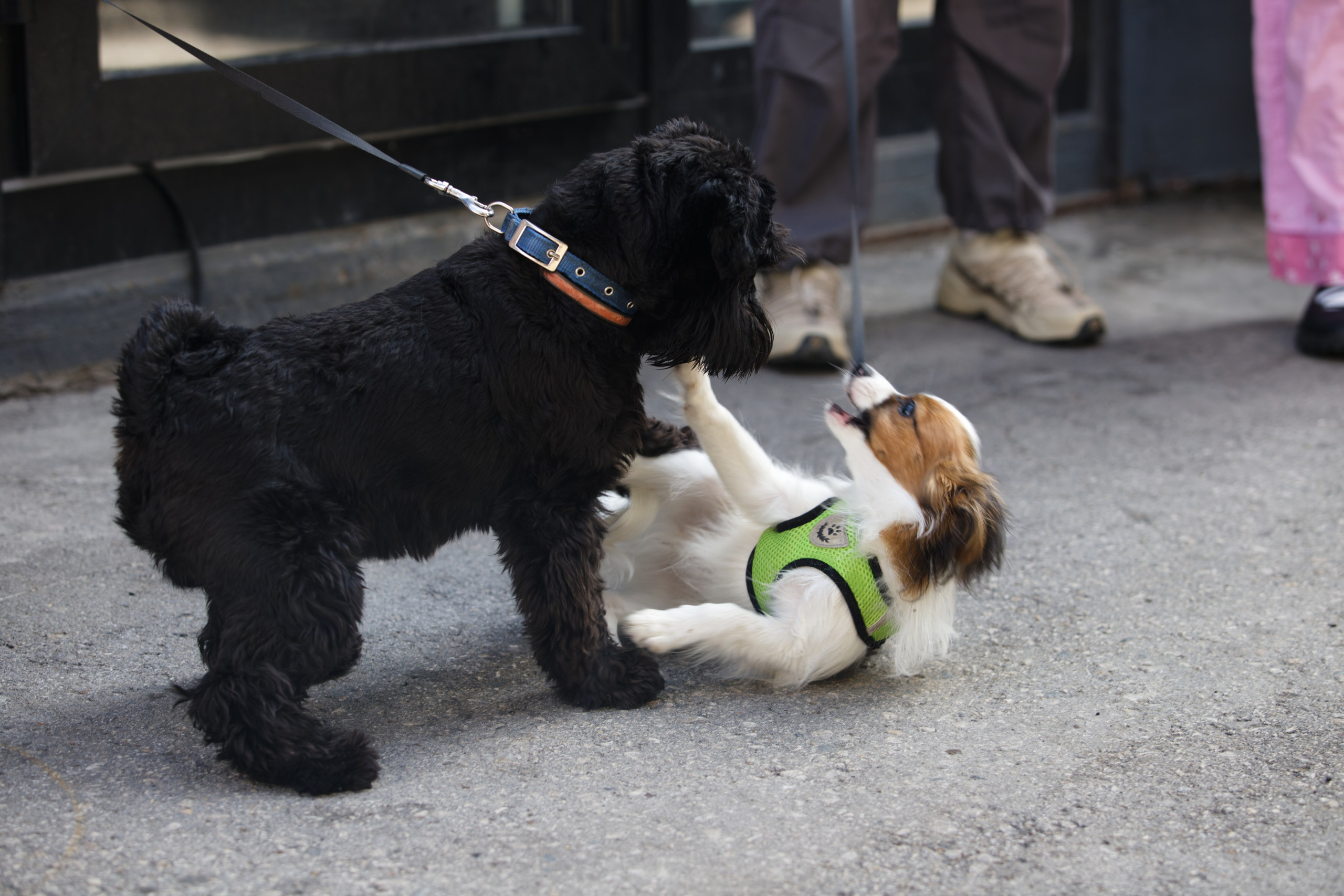 Вечеринка для собак Oh my dog 20.07.2025. Репортажный и спортивный фотограф в г. Пермь Зильберг Павел