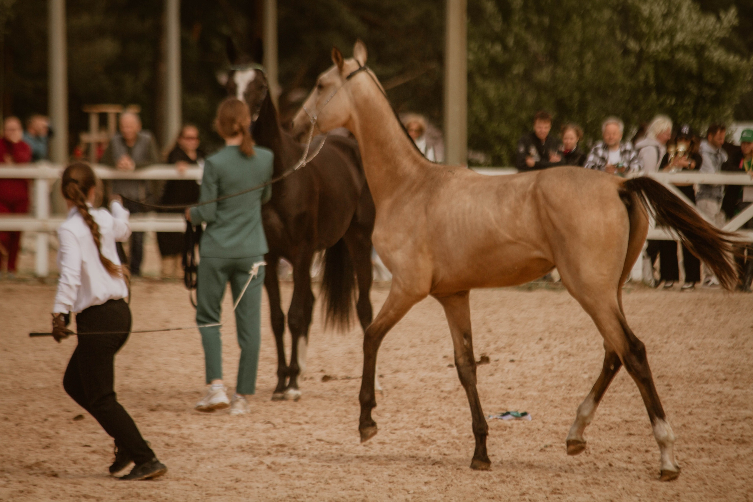 ИППОСФЕРА — Международная конная выставка. Создадим шедевр? Виталина и её фотоискусство