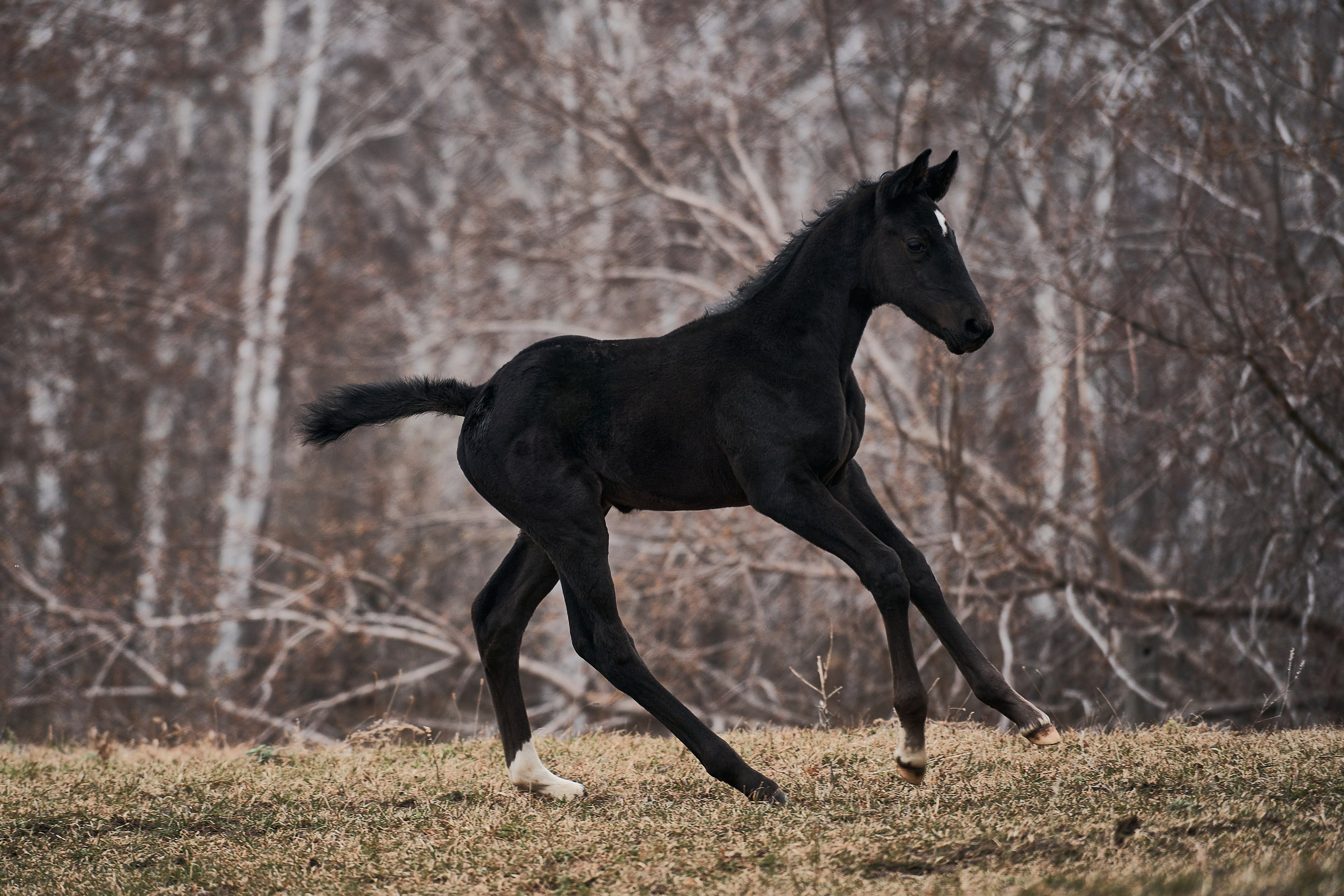 Деспина Хит, спортивная помесь, КСОЦ «Свобода». Фотосессии с лошадьми в Москве, Новосибирске