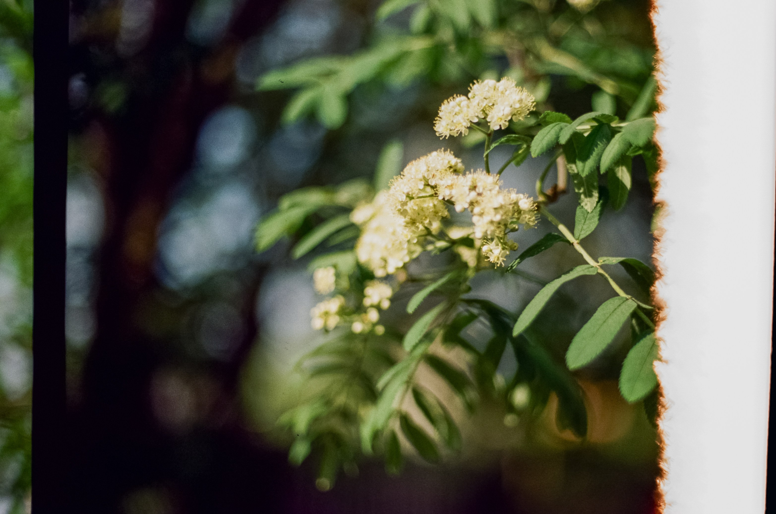 Nikon F100 — Micro-Nikkor-P.C Auto 55 mm f3.5 | май 2025 года | Давыдовское